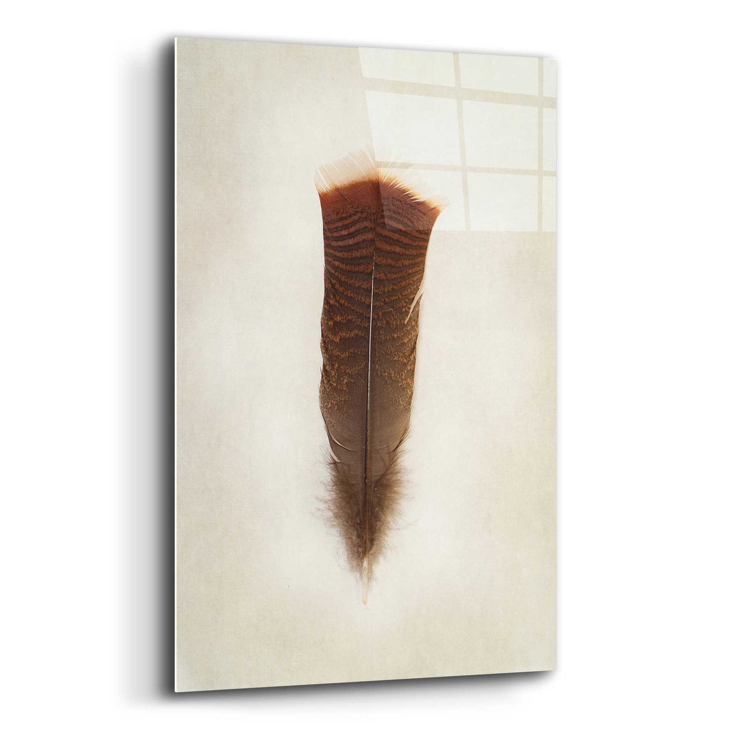 Epic Art 'Feather III' by Debra Van Swearingen, Acrylic Glass Wall Art,12x16