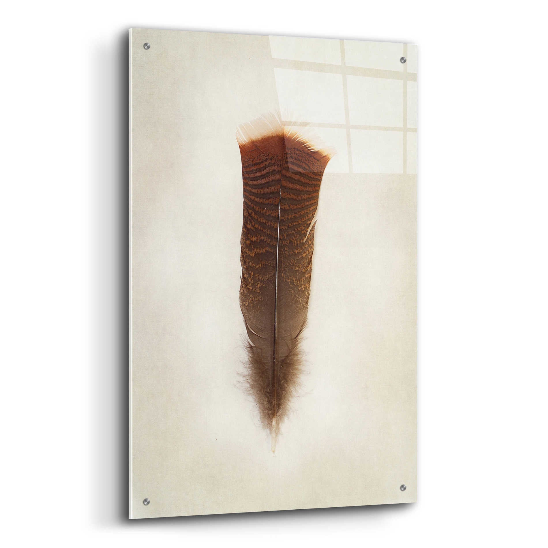 Epic Art 'Feather III' by Debra Van Swearingen, Acrylic Glass Wall Art,24x36