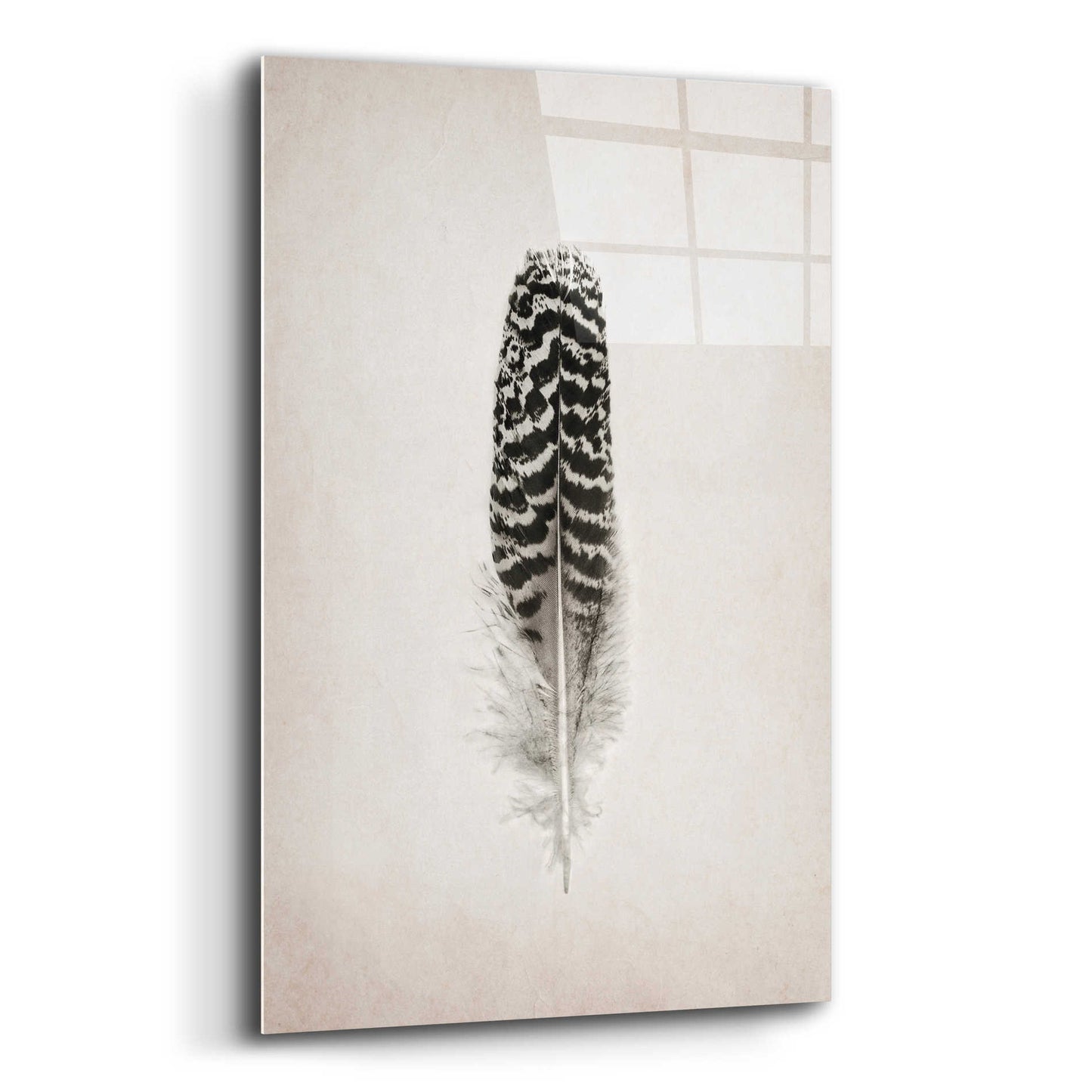 Epic Art 'Feather I B&W' by Debra Van Swearingen, Acrylic Glass Wall Art,12x16