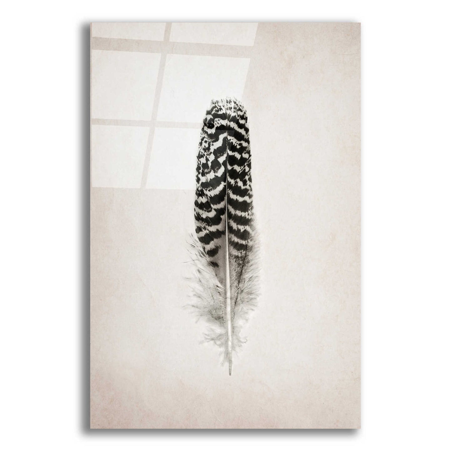 Epic Art 'Feather I B&W' by Debra Van Swearingen, Acrylic Glass Wall Art,12x16