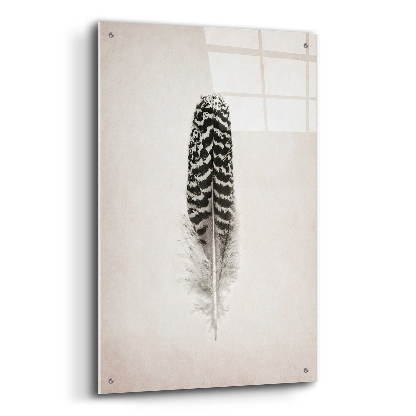 Epic Art 'Feather I B&W' by Debra Van Swearingen, Acrylic Glass Wall Art,24x36