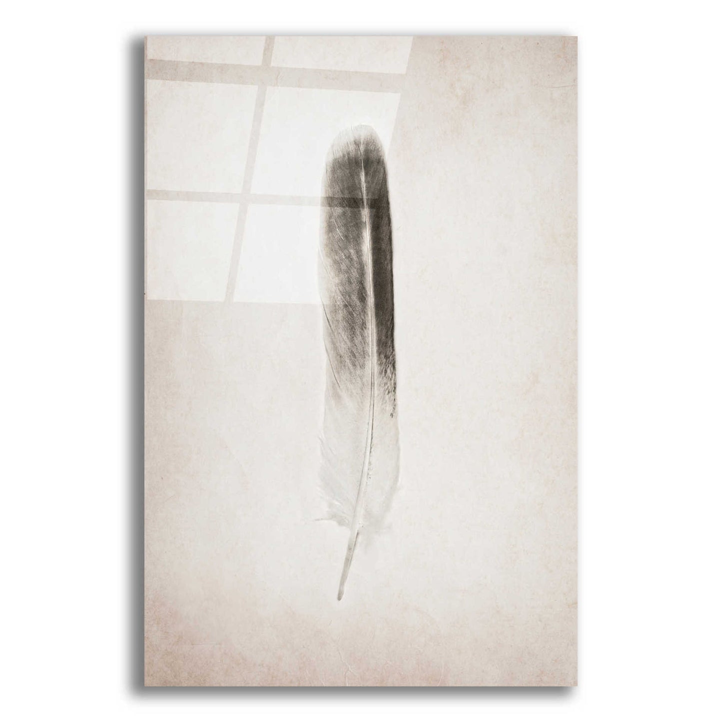 Epic Art 'Feather II B&W' by Debra Van Swearingen, Acrylic Glass Wall Art,12x16