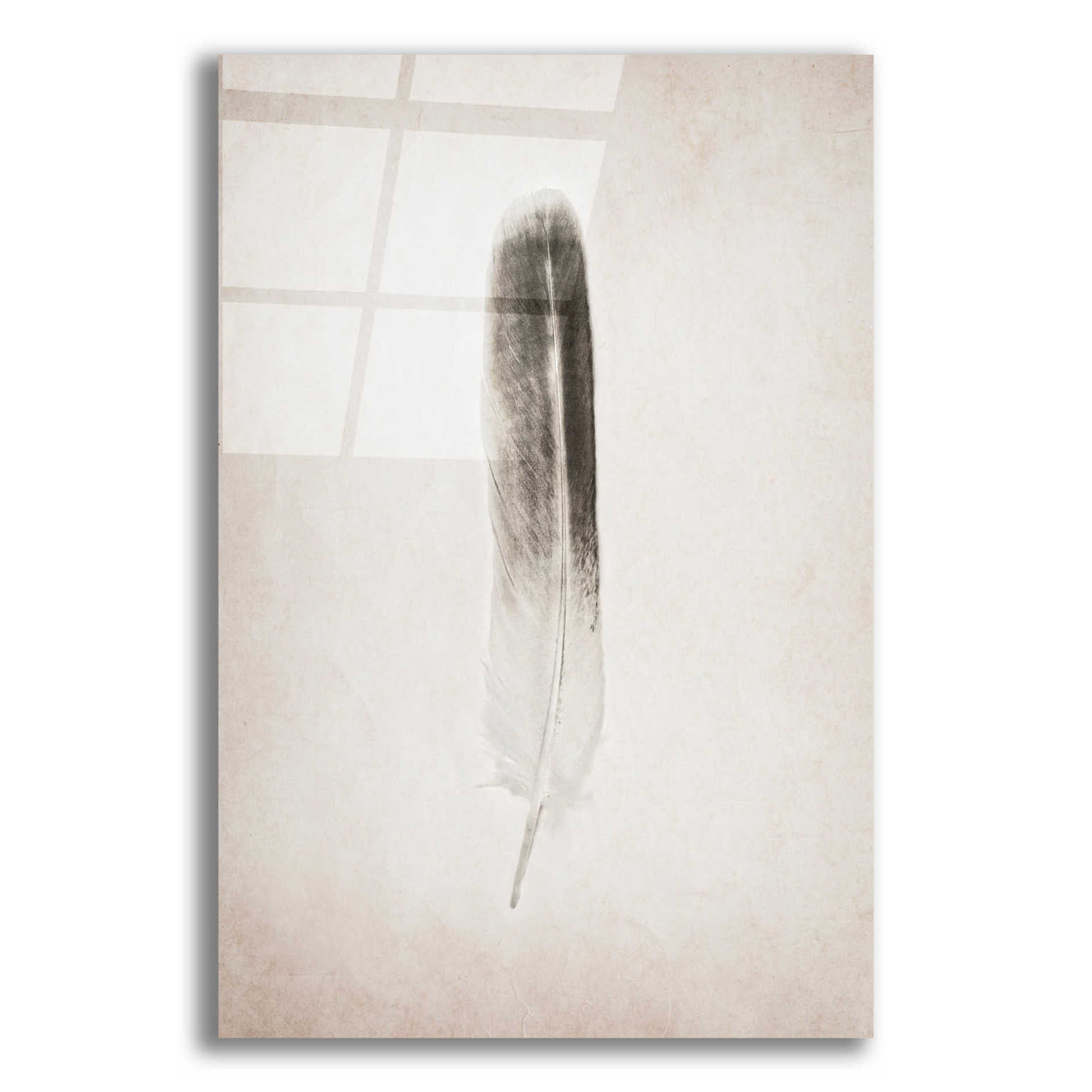 Epic Art 'Feather II B&W' by Debra Van Swearingen, Acrylic Glass Wall Art,12x16x1.1x0,20x24x1.1x0,26x30x1.74x0,40x54x1.74x0