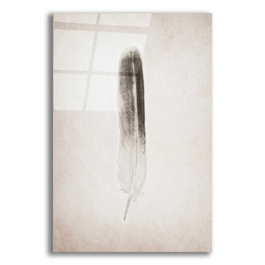 Epic Art 'Feather II B&W' by Debra Van Swearingen, Acrylic Glass Wall Art,12x16x1.1x0,20x24x1.1x0,26x30x1.74x0,40x54x1.74x0