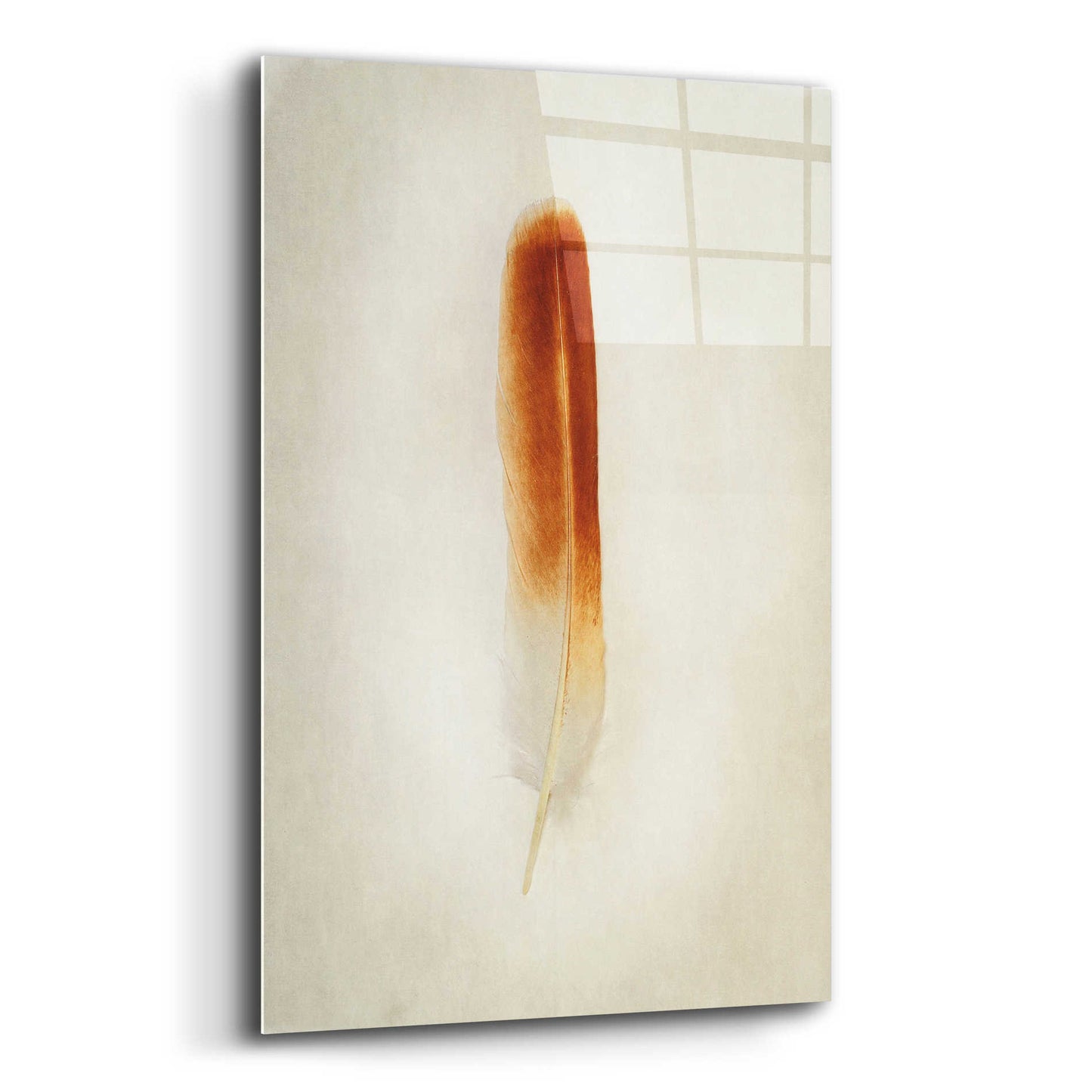 Epic Art 'Feather II' by Debra Van Swearingen, Acrylic Glass Wall Art,12x16