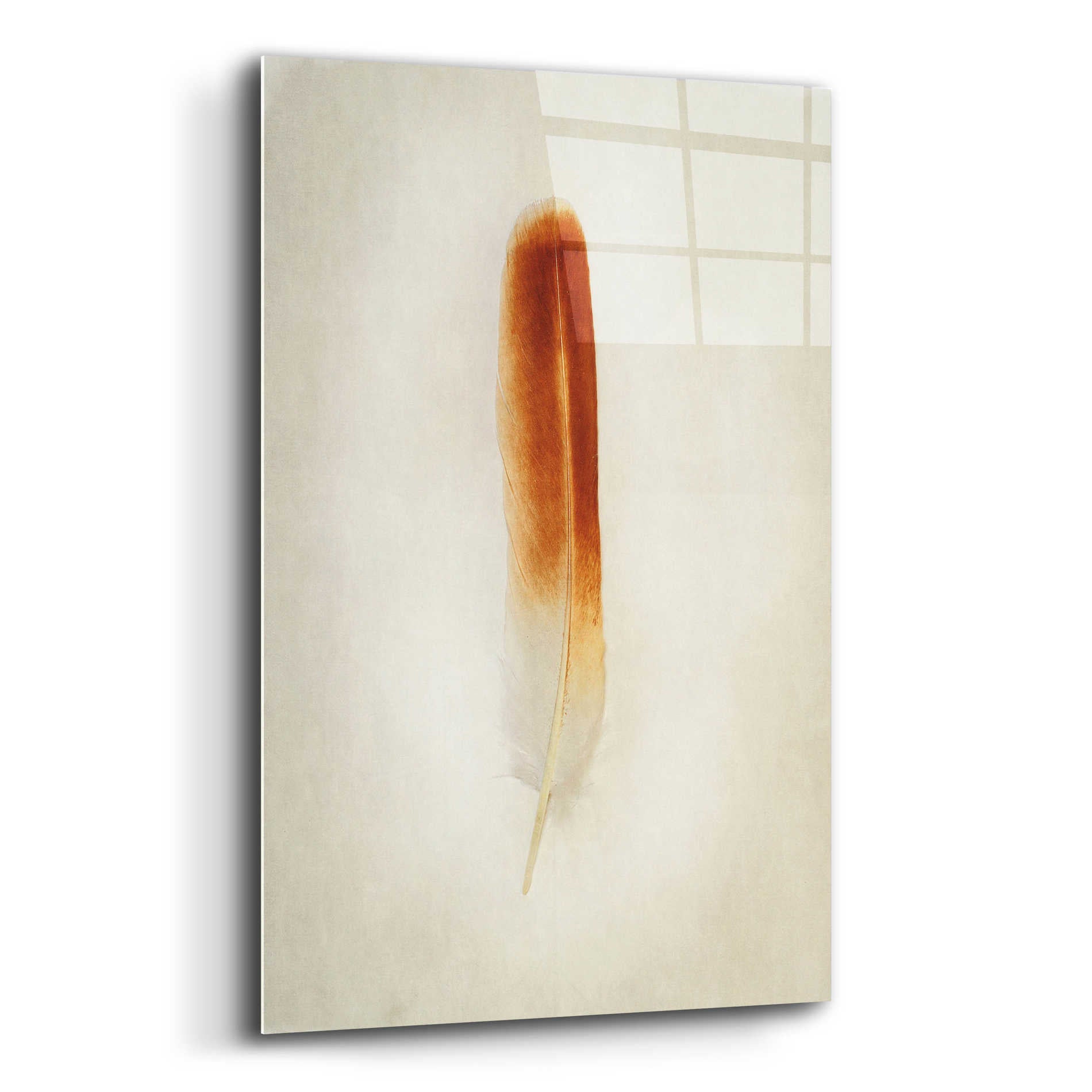 Epic Art 'Feather II' by Debra Van Swearingen, Acrylic Glass Wall Art,12x16