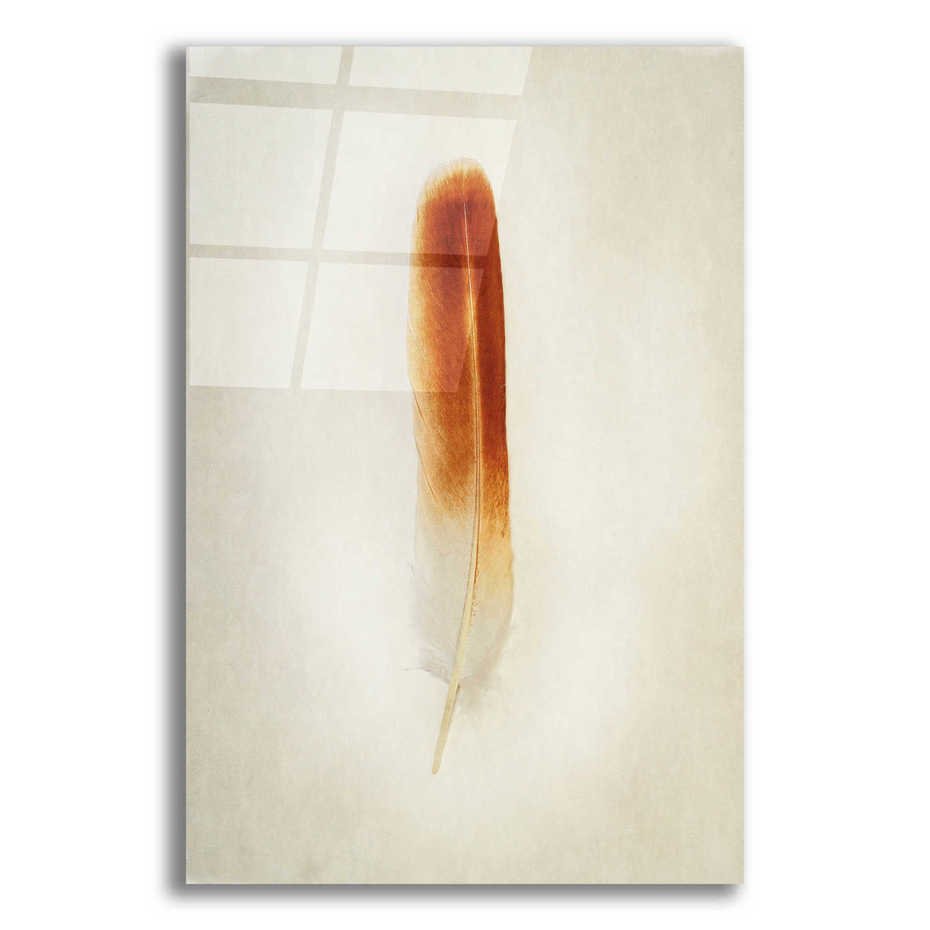 Epic Art 'Feather II' by Debra Van Swearingen, Acrylic Glass Wall Art,12x16x1.1x0,20x24x1.1x0,26x30x1.74x0,40x54x1.74x0