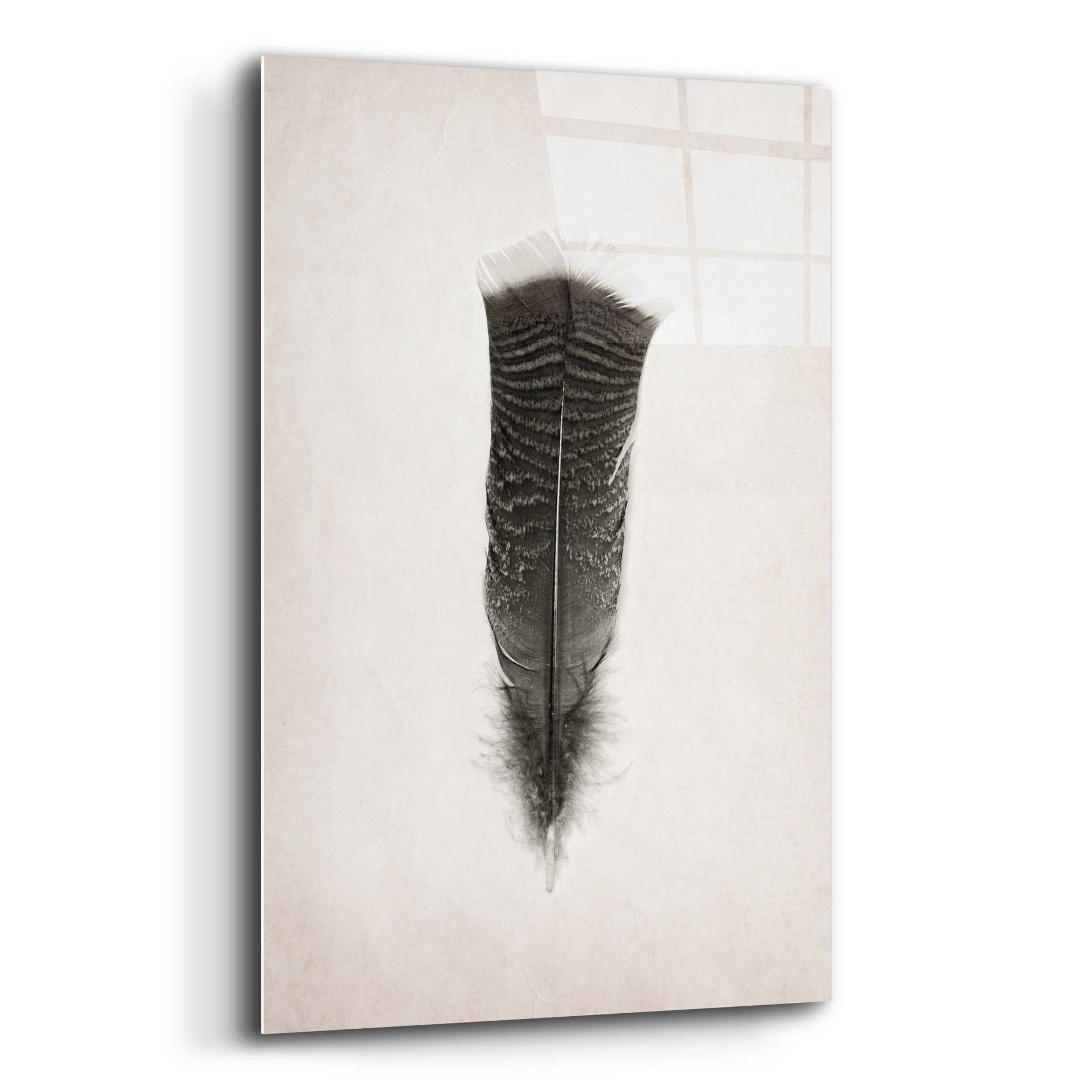 Epic Art 'Feather III B&W' by Debra Van Swearingen, Acrylic Glass Wall Art,12x16