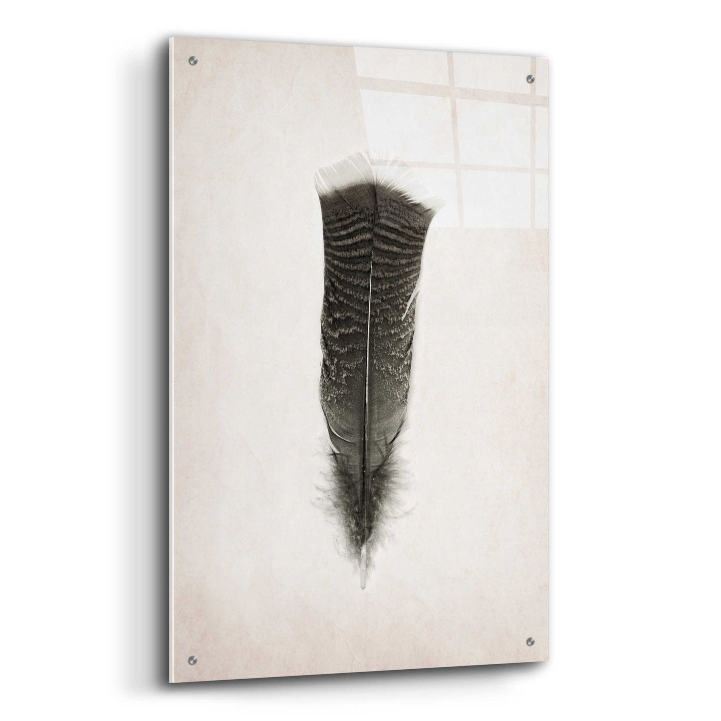 Epic Art 'Feather III B&W' by Debra Van Swearingen, Acrylic Glass Wall Art,24x36