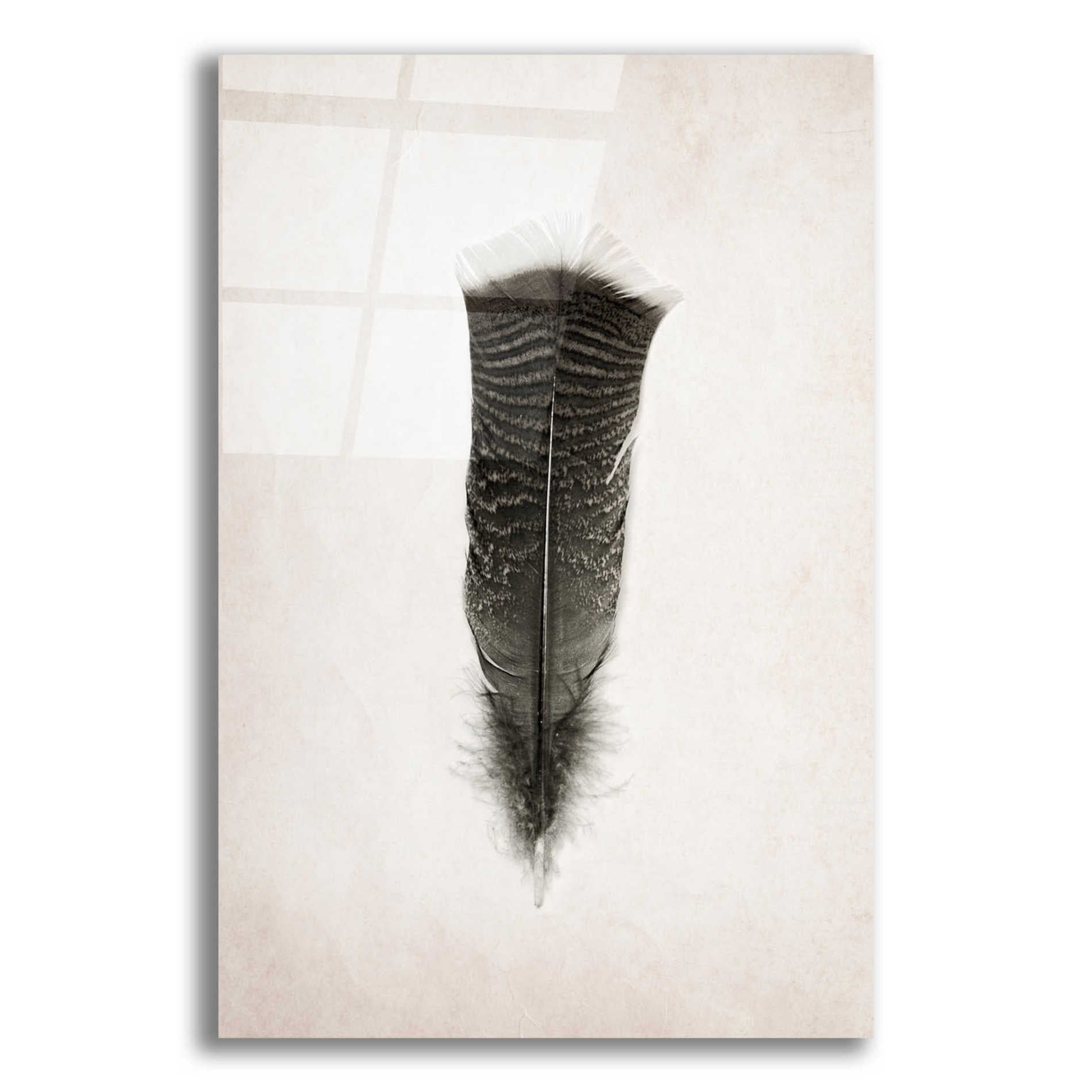 Epic Art 'Feather III B&W' by Debra Van Swearingen, Acrylic Glass Wall Art,12x16x1.1x0,20x24x1.1x0,26x30x1.74x0,40x54x1.74x0