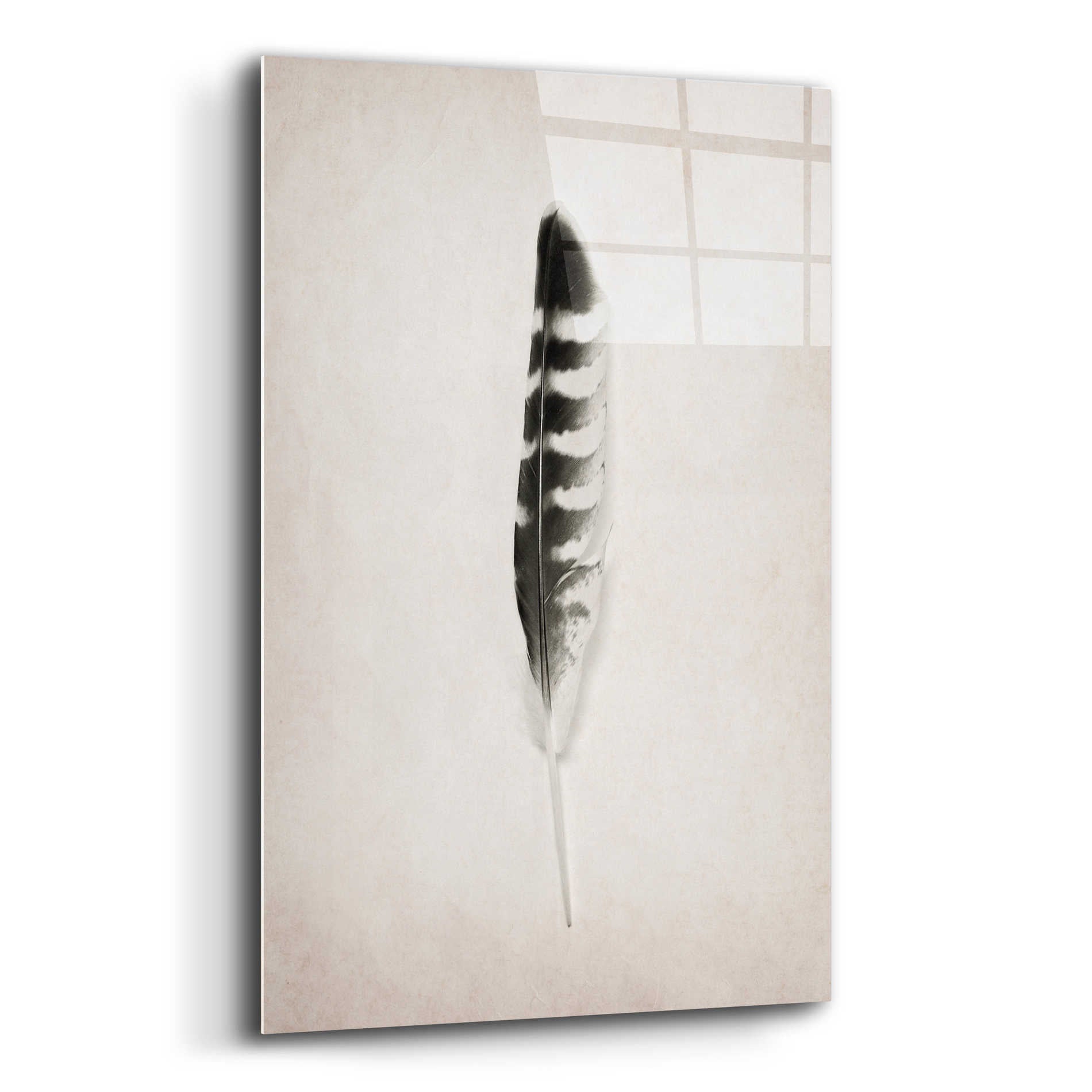 Epic Art 'Feather IV B&W' by Debra Van Swearingen, Acrylic Glass Wall Art,12x16