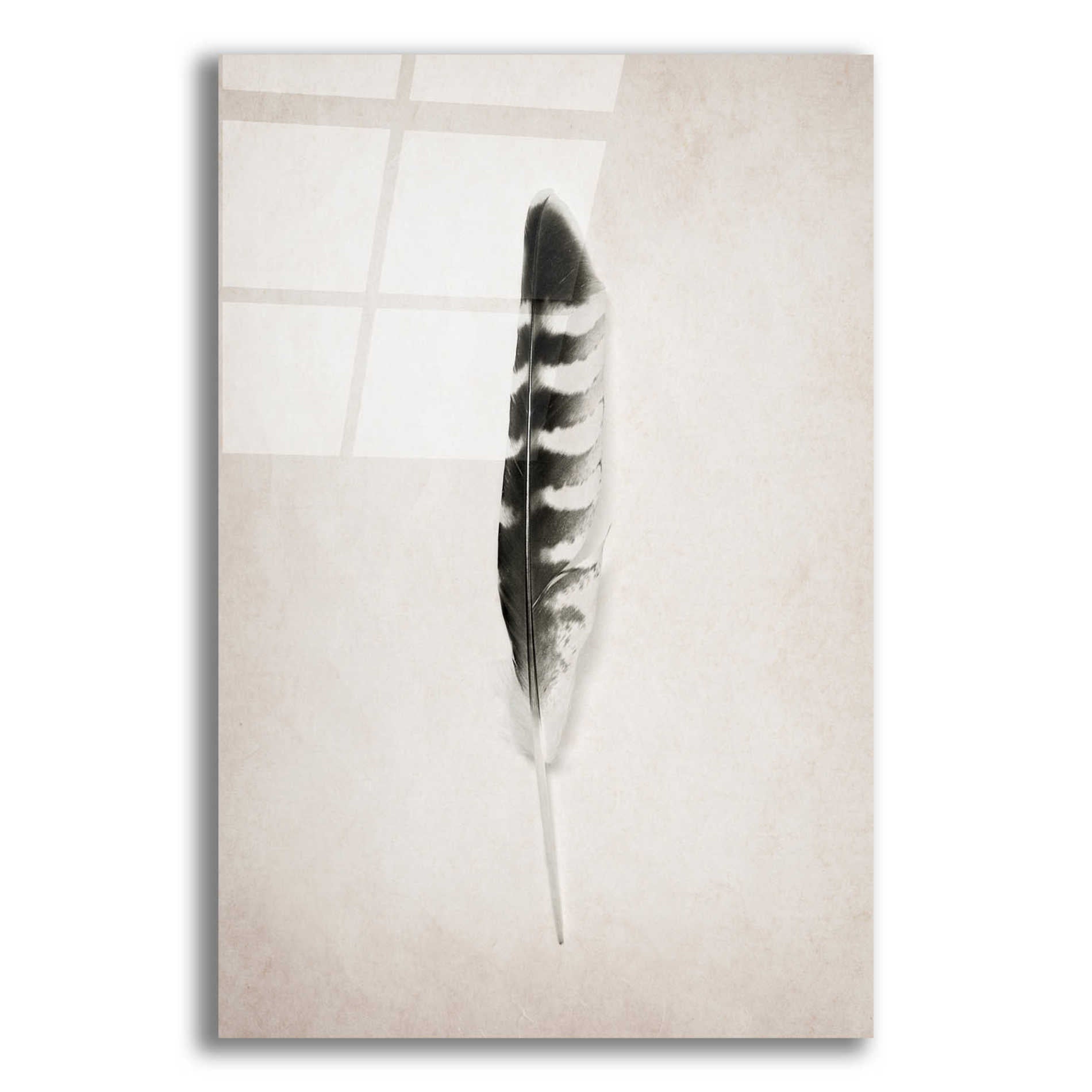 Epic Art 'Feather IV B&W' by Debra Van Swearingen, Acrylic Glass Wall Art,12x16