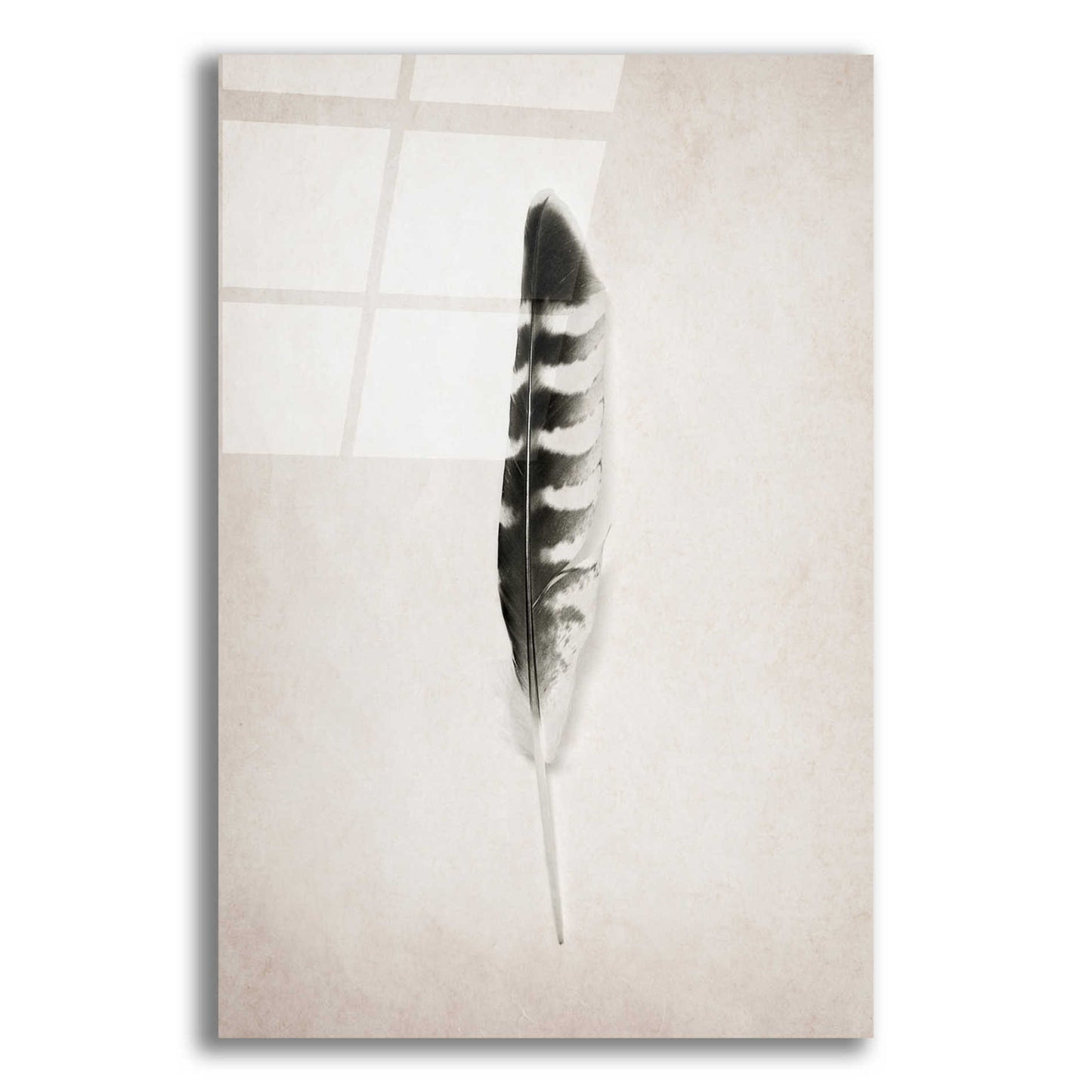 Epic Art 'Feather IV B&W' by Debra Van Swearingen, Acrylic Glass Wall Art,16x24