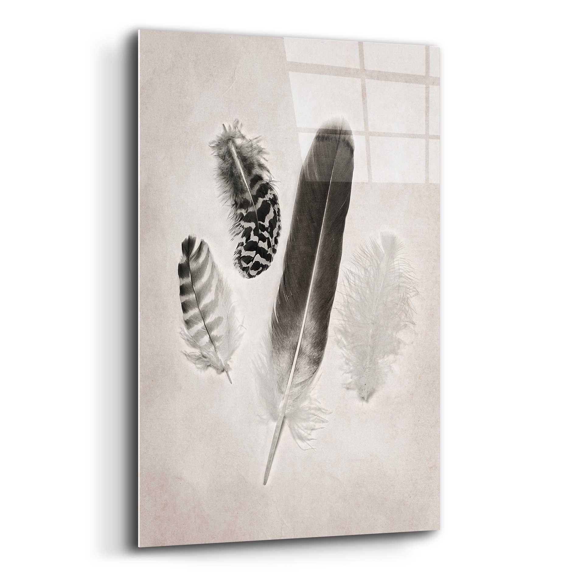 Epic Art 'Feather Group I B&W' by Debra Van Swearingen, Acrylic Glass Wall Art,12x16