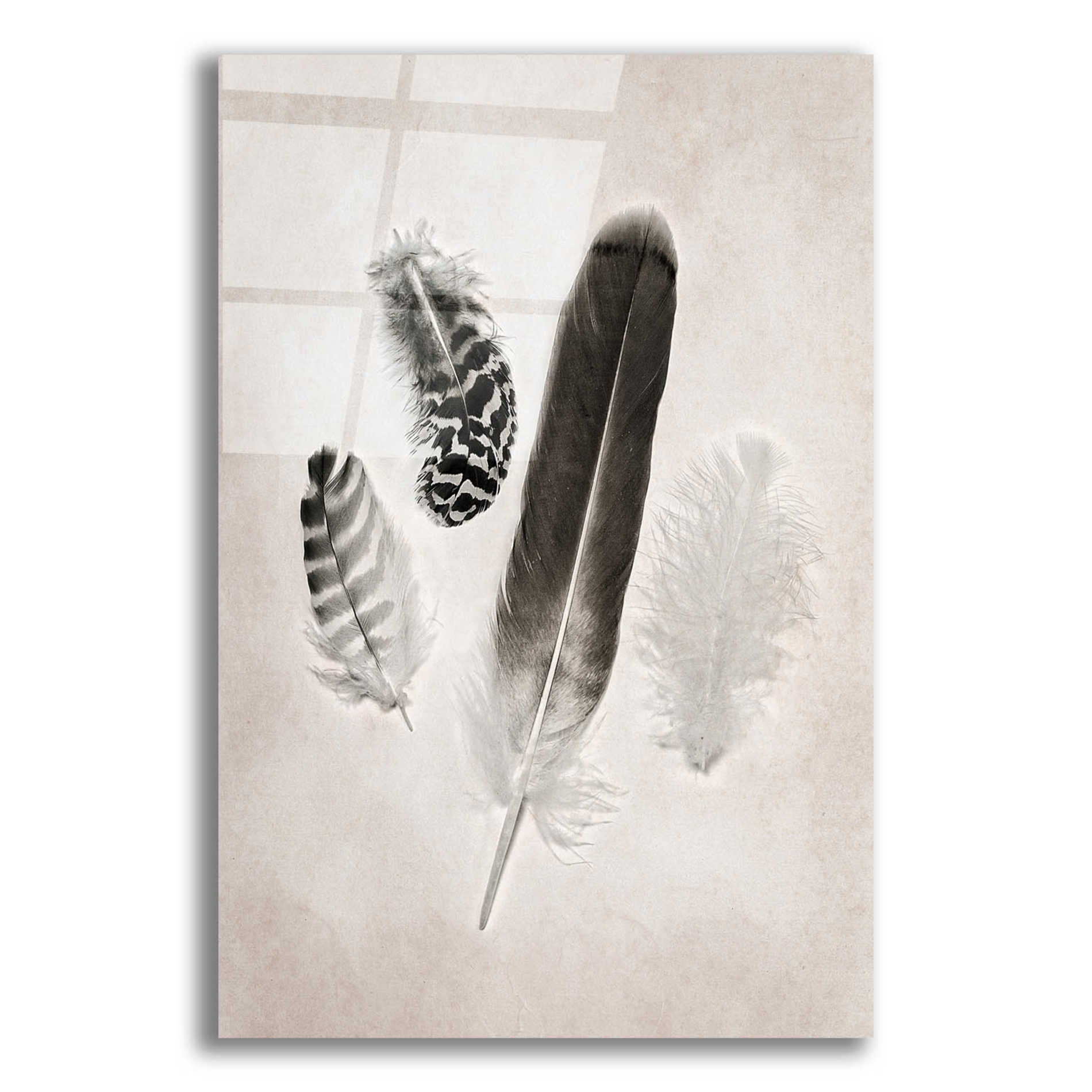 Epic Art 'Feather Group I B&W' by Debra Van Swearingen, Acrylic Glass Wall Art,12x16x1.1x0,20x24x1.1x0,26x30x1.74x0,40x54x1.74x0