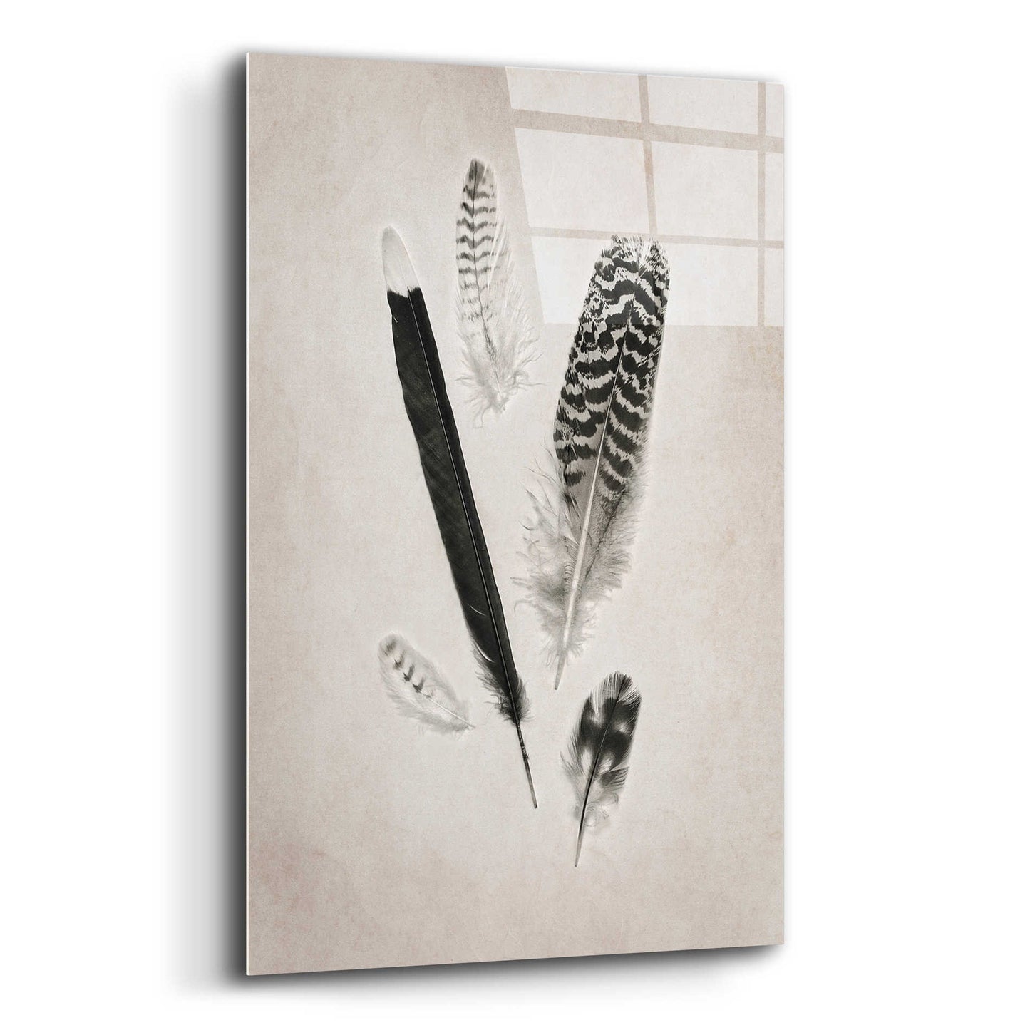 Epic Art 'Feather Group II B&W' by Debra Van Swearingen, Acrylic Glass Wall Art,12x16