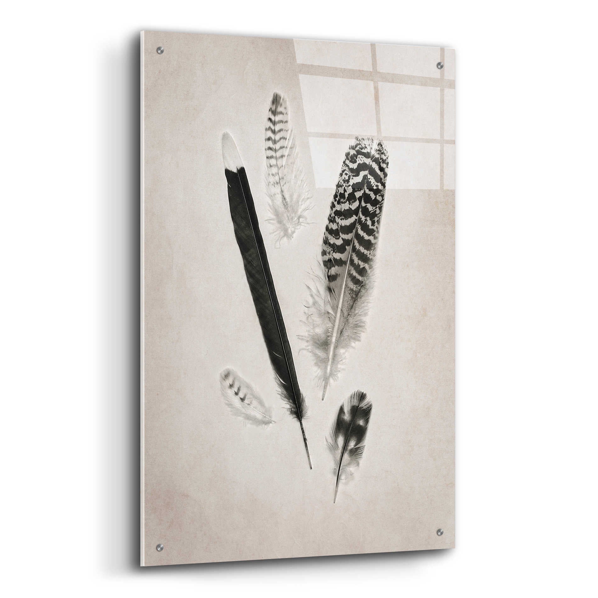 Epic Art 'Feather Group II B&W' by Debra Van Swearingen, Acrylic Glass Wall Art,24x36