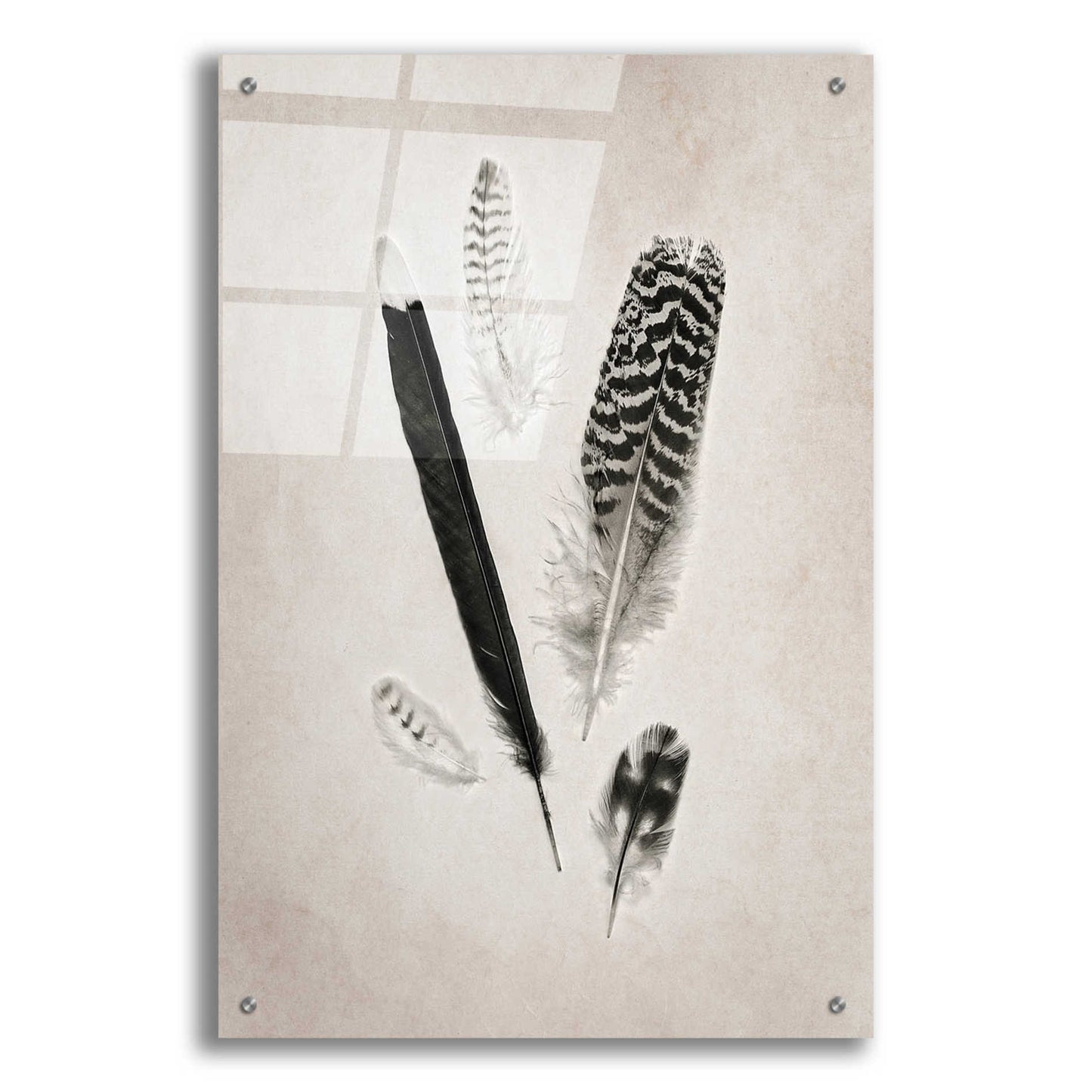 Epic Art 'Feather Group II B&W' by Debra Van Swearingen, Acrylic Glass Wall Art,24x36