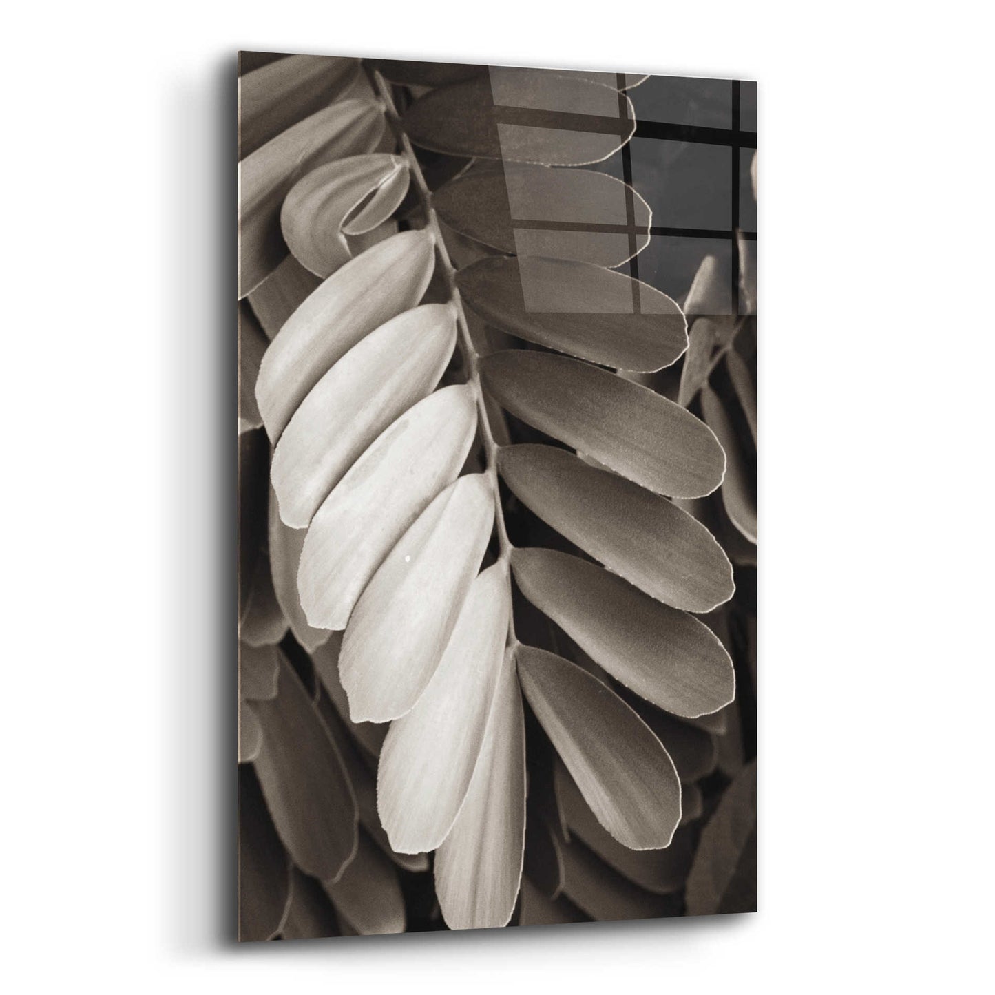 Epic Art 'Tropical Plant I' by Debra Van Swearingen, Acrylic Glass Wall Art,12x16