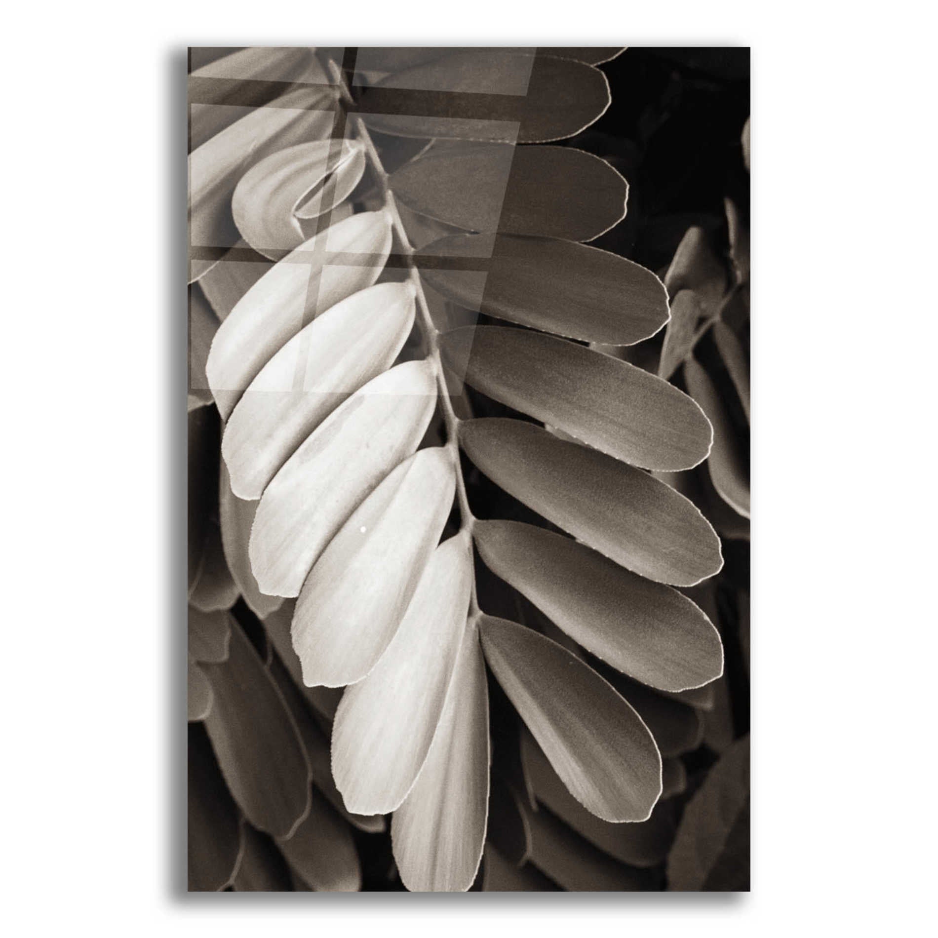 Epic Art 'Tropical Plant I' by Debra Van Swearingen, Acrylic Glass Wall Art,12x18x1.1x0,18x26x1.1x0,26x40x1.74x0,40x60x1.74x0