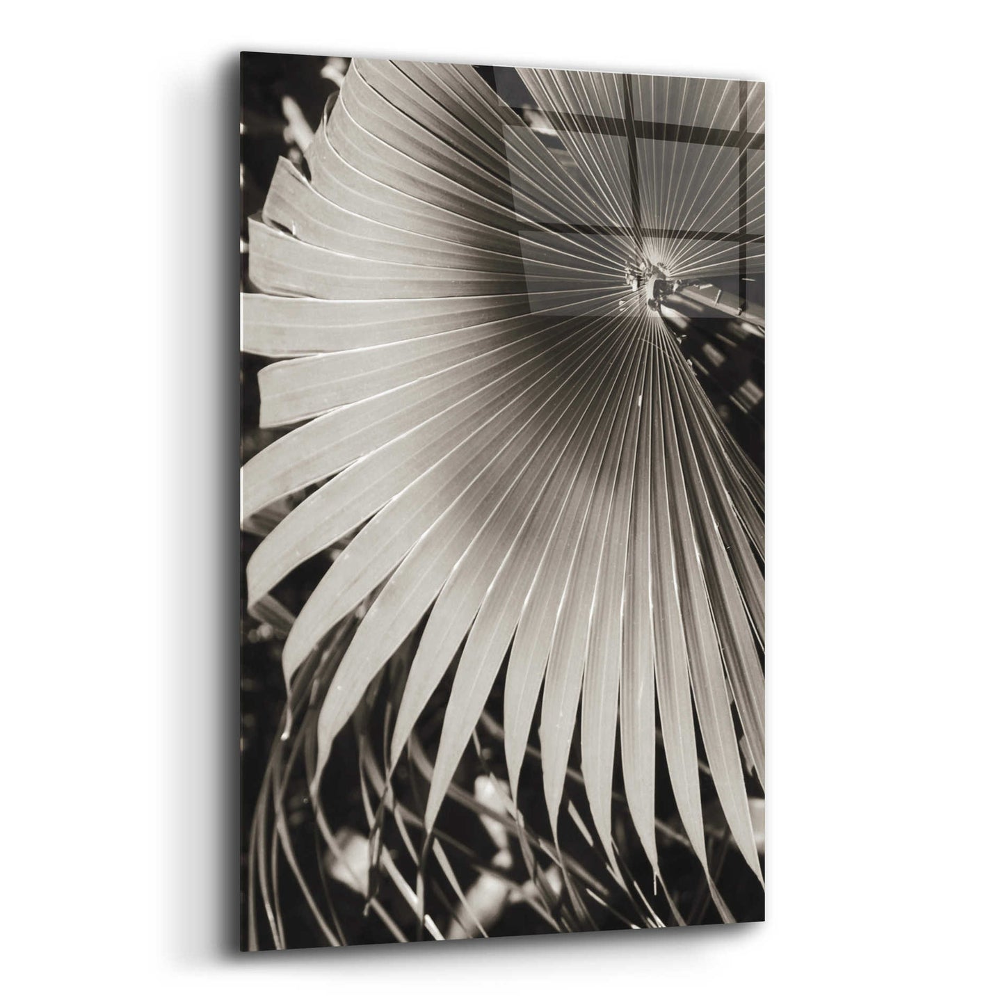 Epic Art 'Palm Frond 2' by Debra Van Swearingen, Acrylic Glass Wall Art,12x16