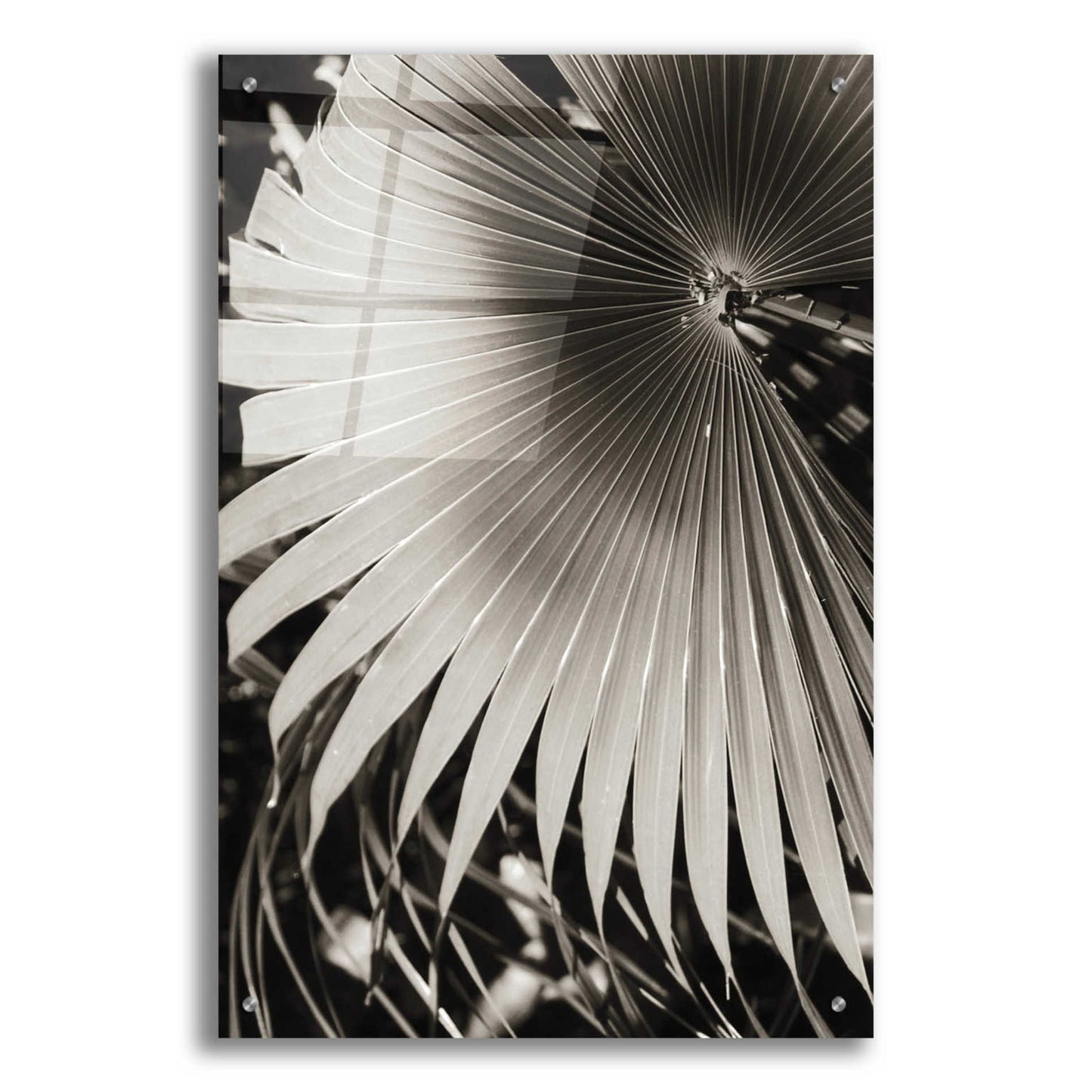 Epic Art 'Palm Frond 2' by Debra Van Swearingen, Acrylic Glass Wall Art,24x36