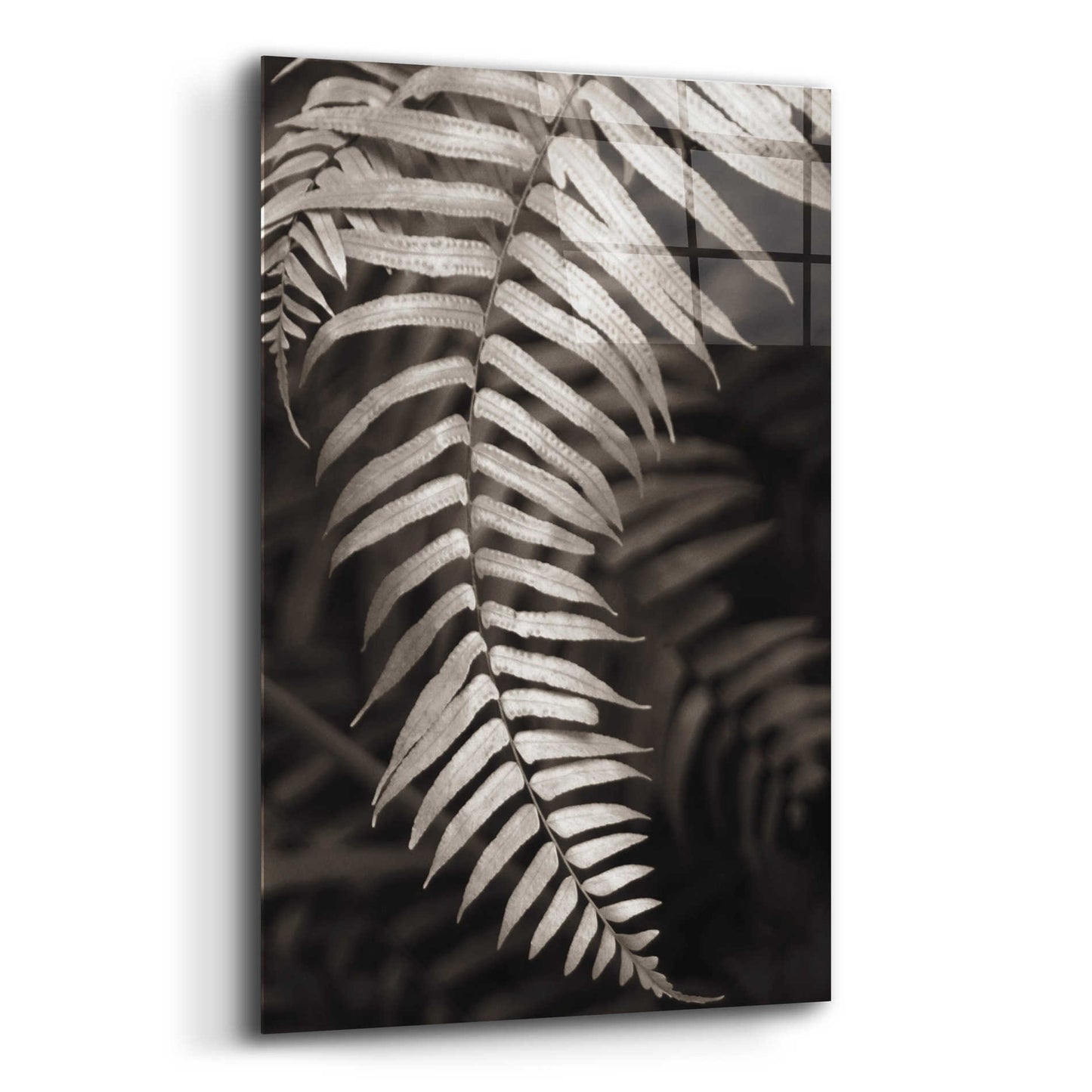 Epic Art 'Fern II' by Debra Van Swearingen, Acrylic Glass Wall Art,12x16