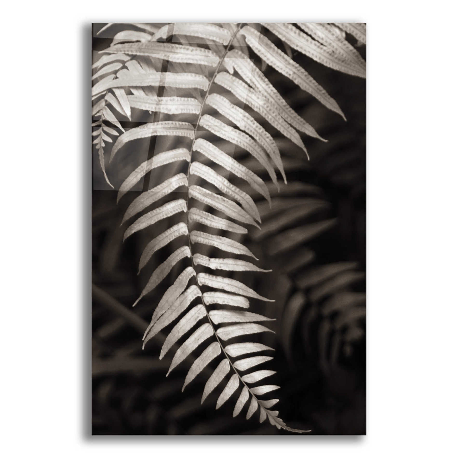 Epic Art 'Fern II' by Debra Van Swearingen, Acrylic Glass Wall Art,12x16