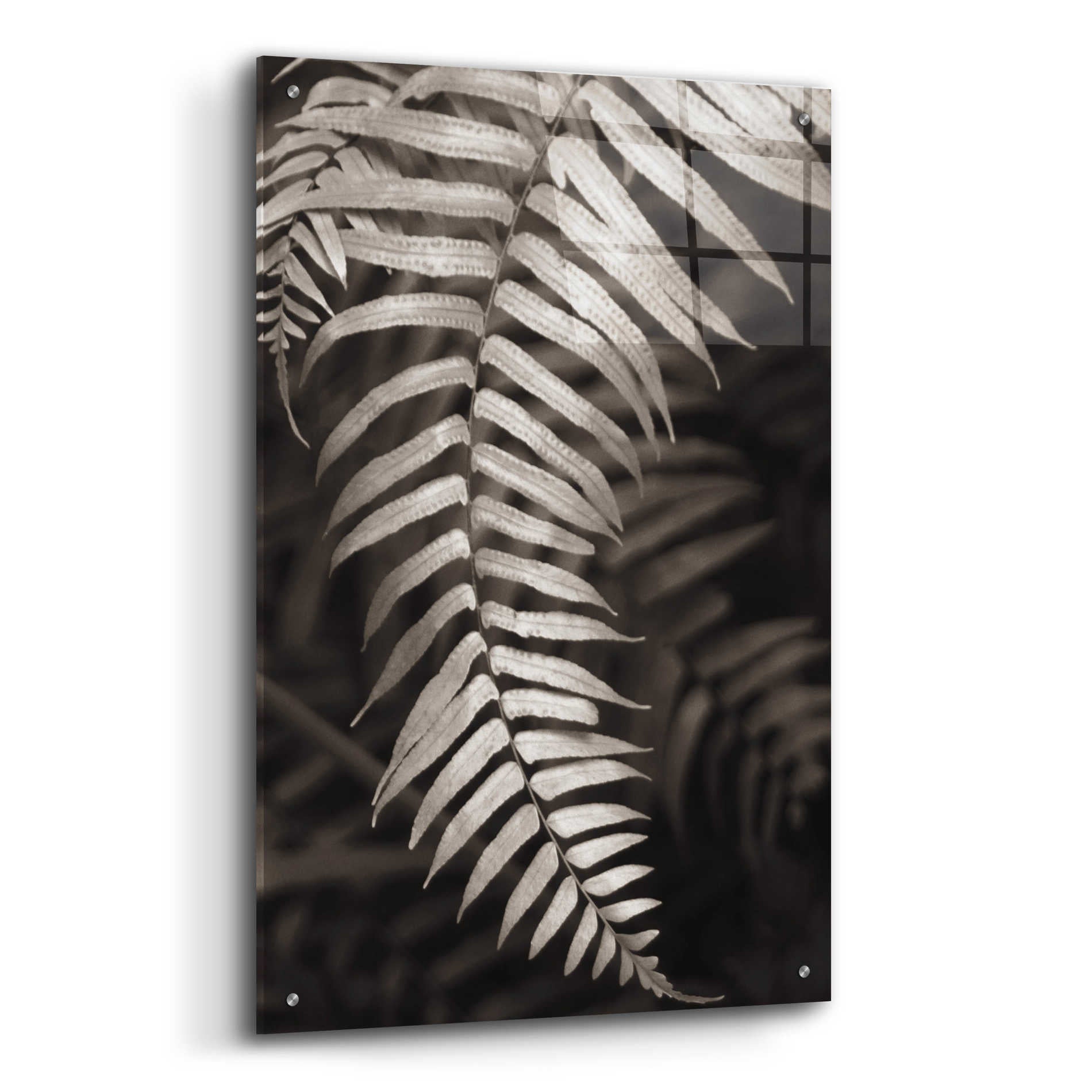 Epic Art 'Fern II' by Debra Van Swearingen, Acrylic Glass Wall Art,24x36