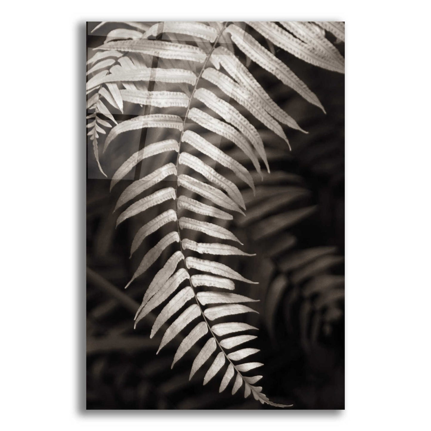 Epic Art 'Fern II' by Debra Van Swearingen, Acrylic Glass Wall Art,12x18x1.1x0,18x26x1.1x0,26x40x1.74x0,40x60x1.74x0