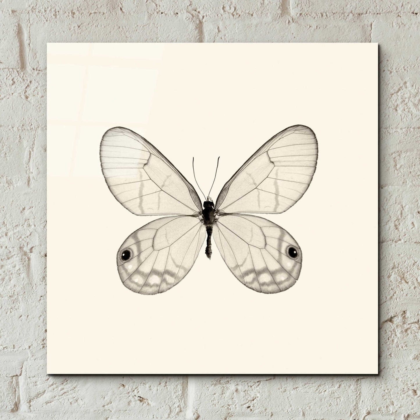 Epic Art 'Butterfly I B&W' by Debra Van Swearingen, Acrylic Glass Wall Art,12x12