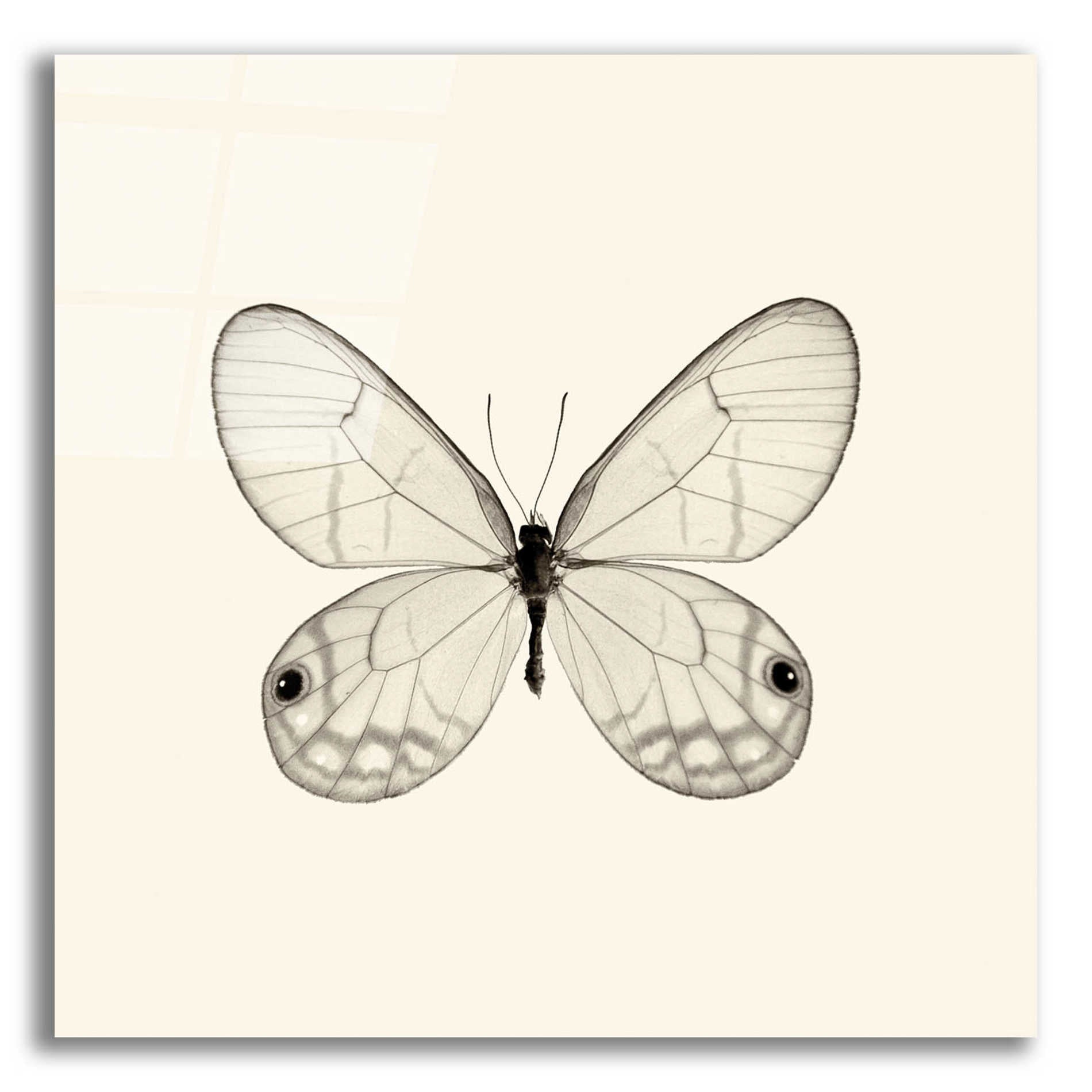 Epic Art 'Butterfly I B&W' by Debra Van Swearingen, Acrylic Glass Wall Art,12x12x1.1x0,18x18x1.1x0,26x26x1.74x0,37x37x1.74x0