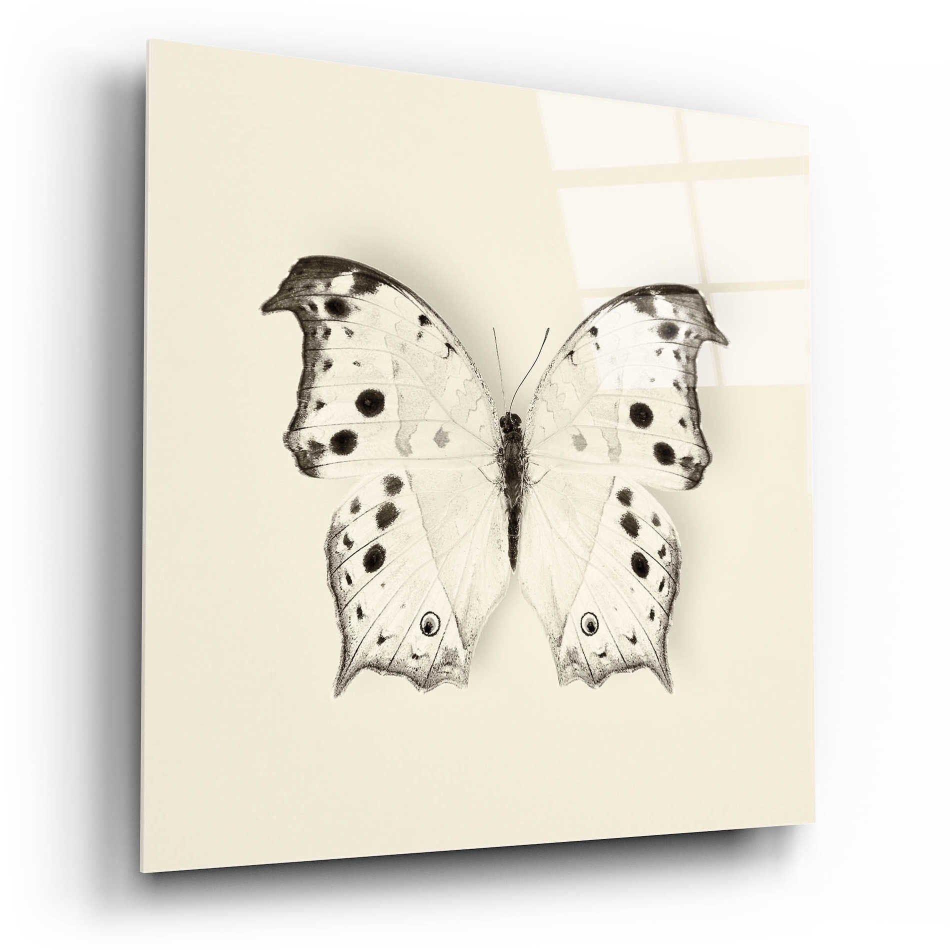 Epic Art 'Butterfly IV B&W' by Debra Van Swearingen, Acrylic Glass Wall Art,12x12