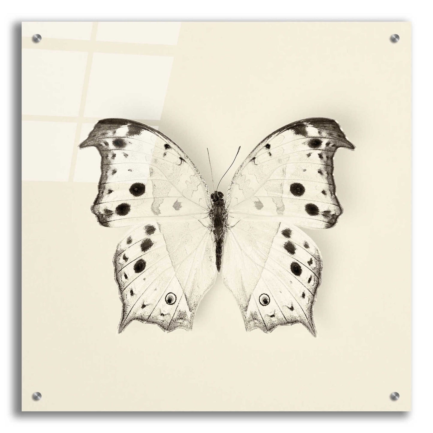 Epic Art 'Butterfly IV B&W' by Debra Van Swearingen, Acrylic Glass Wall Art,24x24