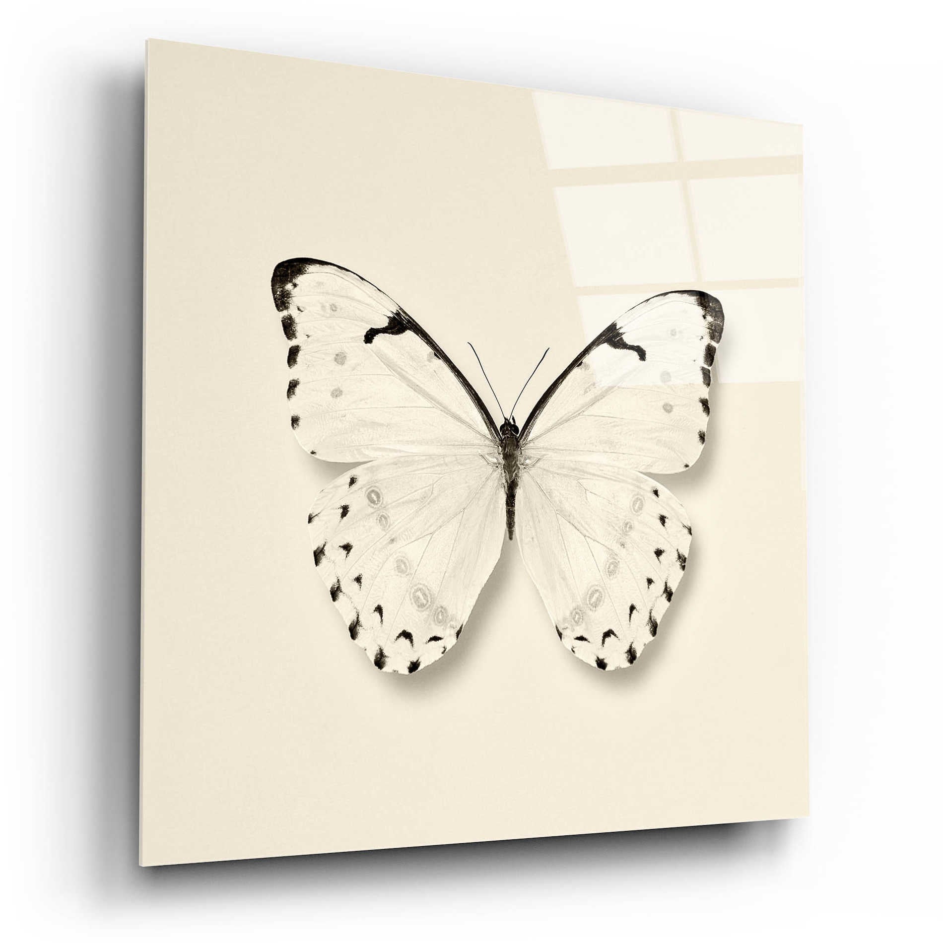 Epic Art 'Butterfly II B&W' by Debra Van Swearingen, Acrylic Glass Wall Art,12x12