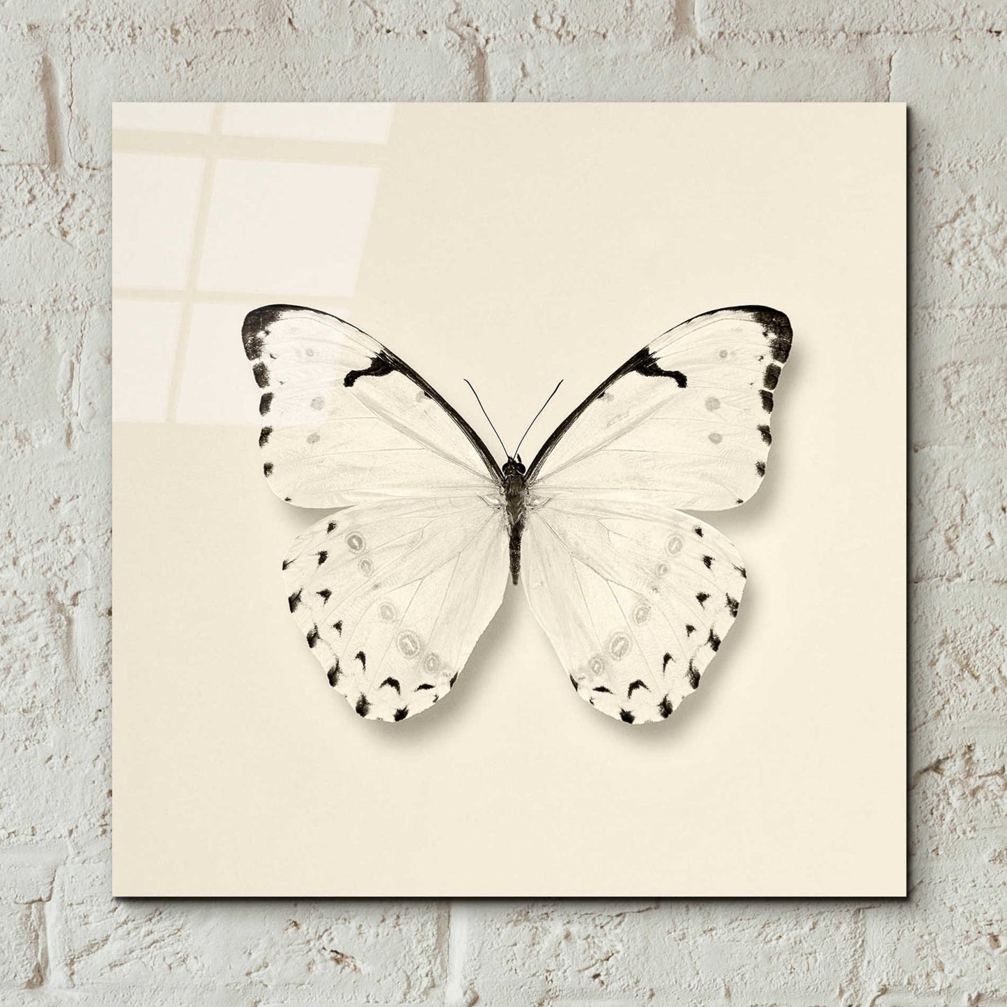 Epic Art 'Butterfly II B&W' by Debra Van Swearingen, Acrylic Glass Wall Art,12x12