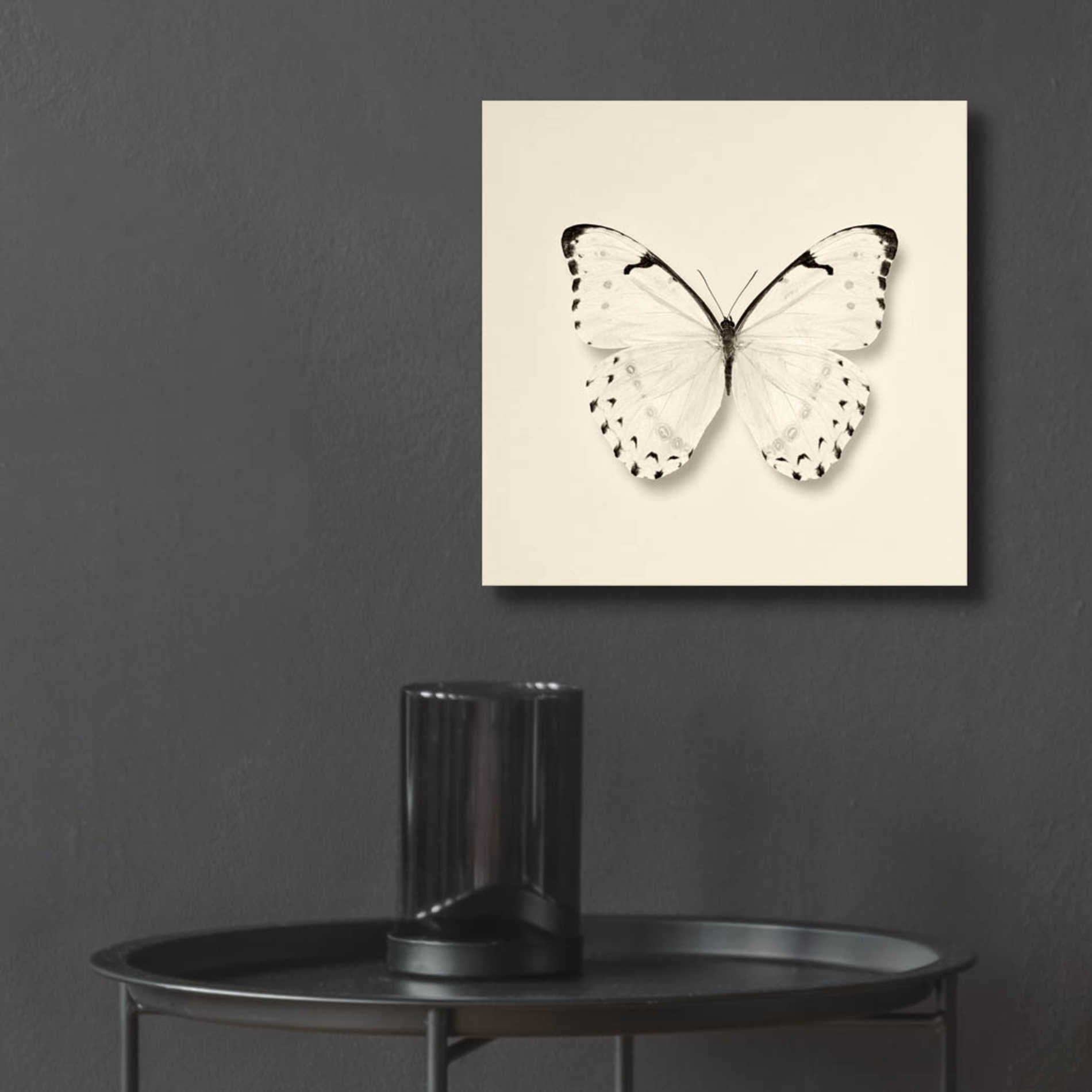 Epic Art 'Butterfly II B&W' by Debra Van Swearingen, Acrylic Glass Wall Art,12x12