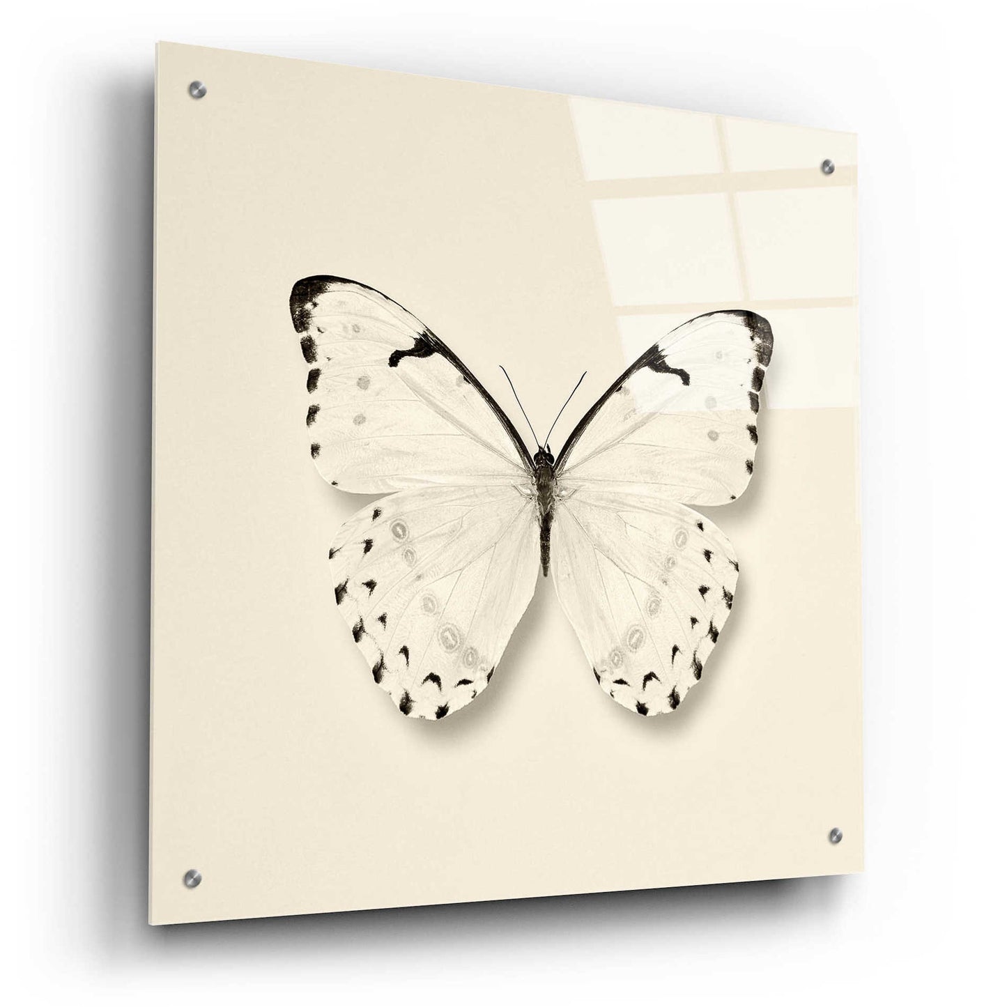 Epic Art 'Butterfly II B&W' by Debra Van Swearingen, Acrylic Glass Wall Art,24x24