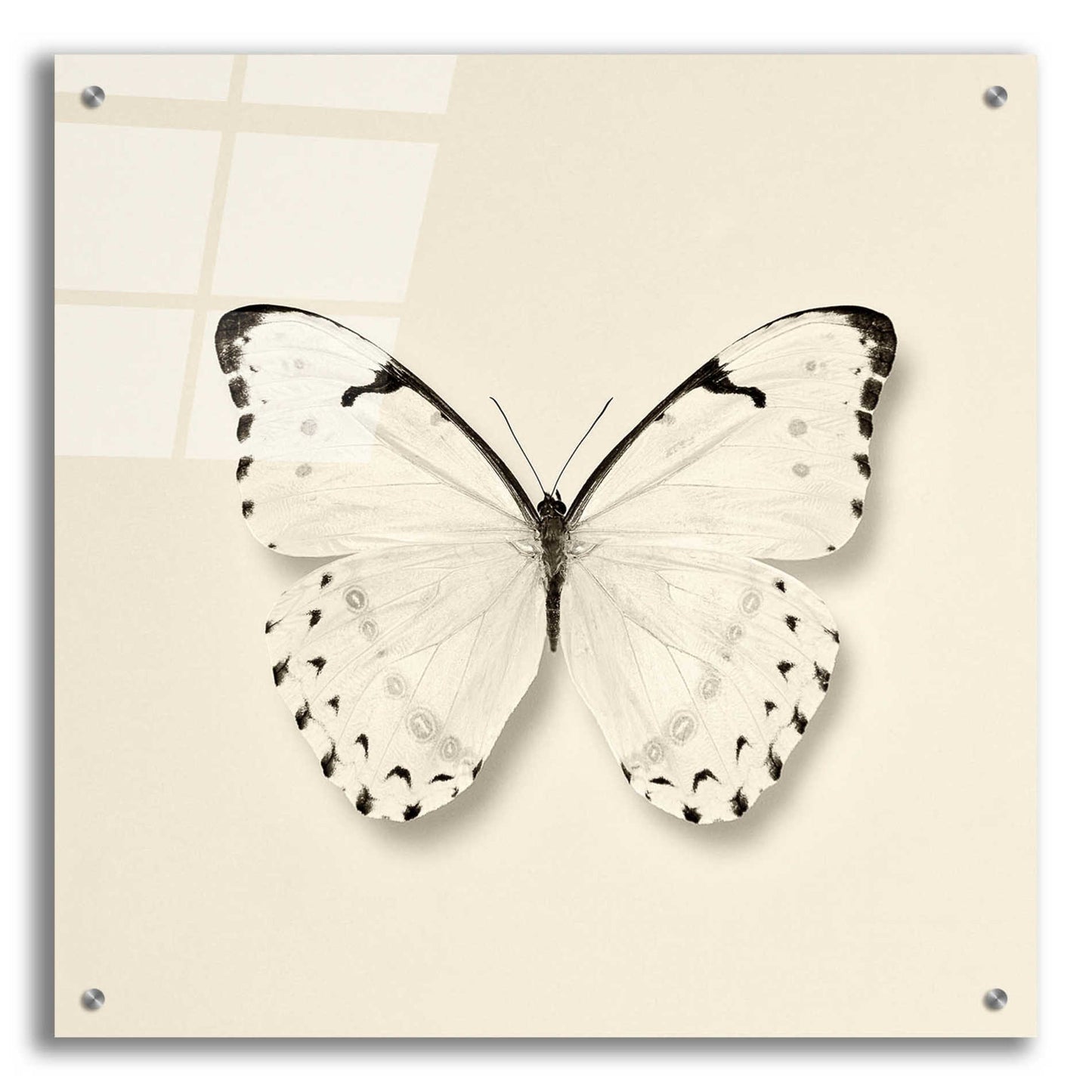 Epic Art 'Butterfly II B&W' by Debra Van Swearingen, Acrylic Glass Wall Art,24x24