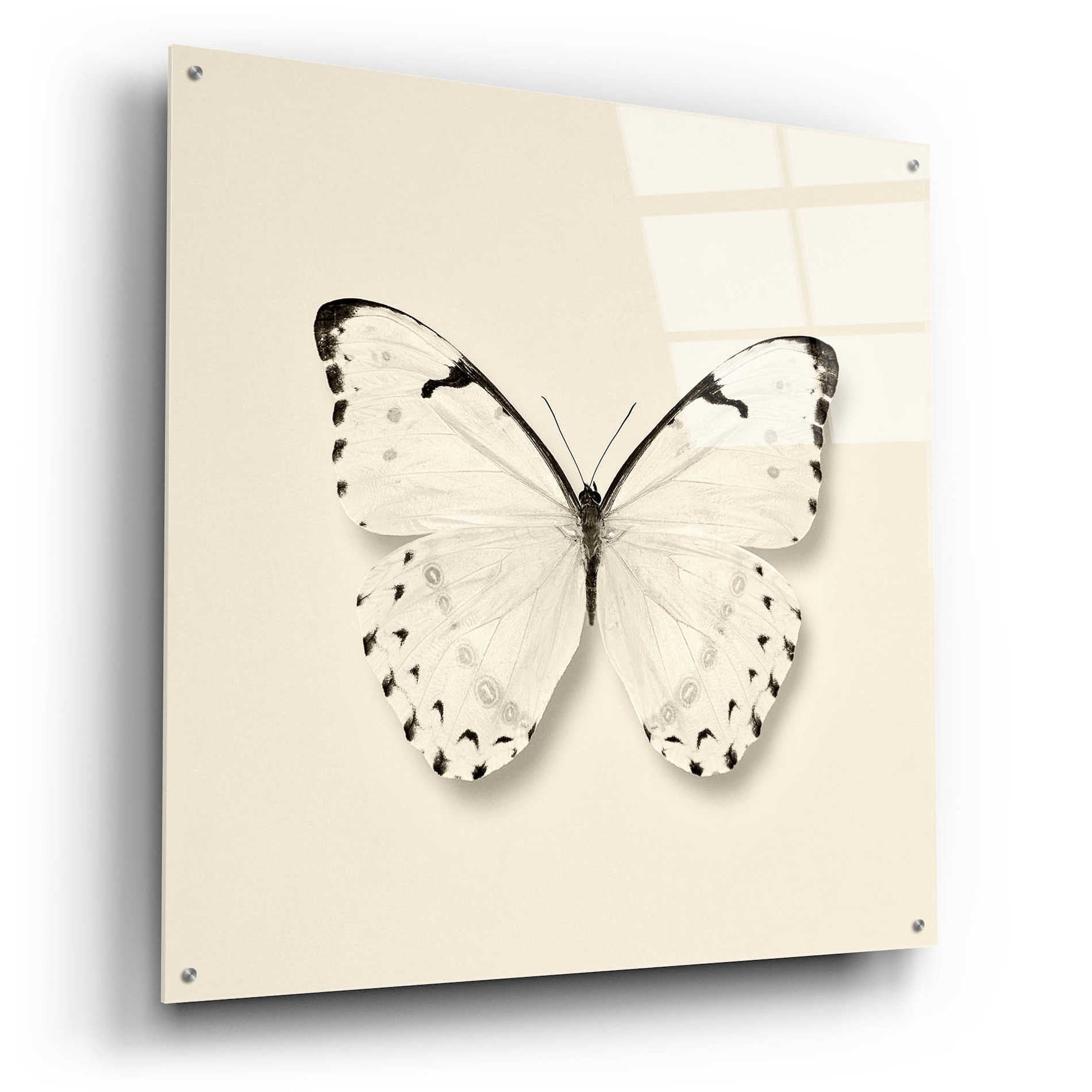 Epic Art 'Butterfly II B&W' by Debra Van Swearingen, Acrylic Glass Wall Art,36x36