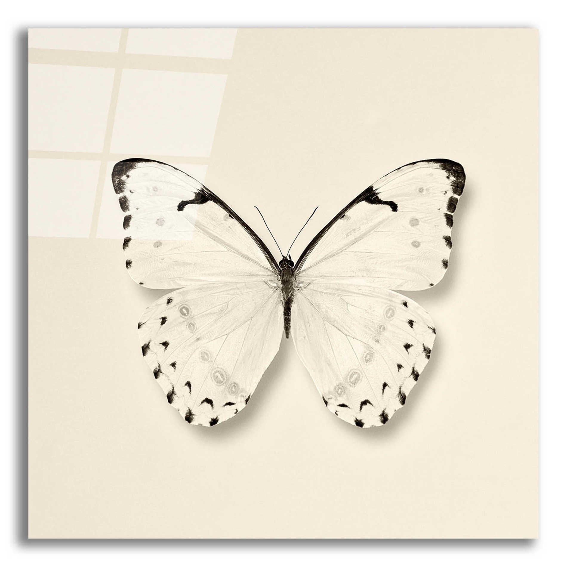 Epic Art 'Butterfly II B&W' by Debra Van Swearingen, Acrylic Glass Wall Art,12x12x1.1x0,18x18x1.1x0,26x26x1.74x0,37x37x1.74x0