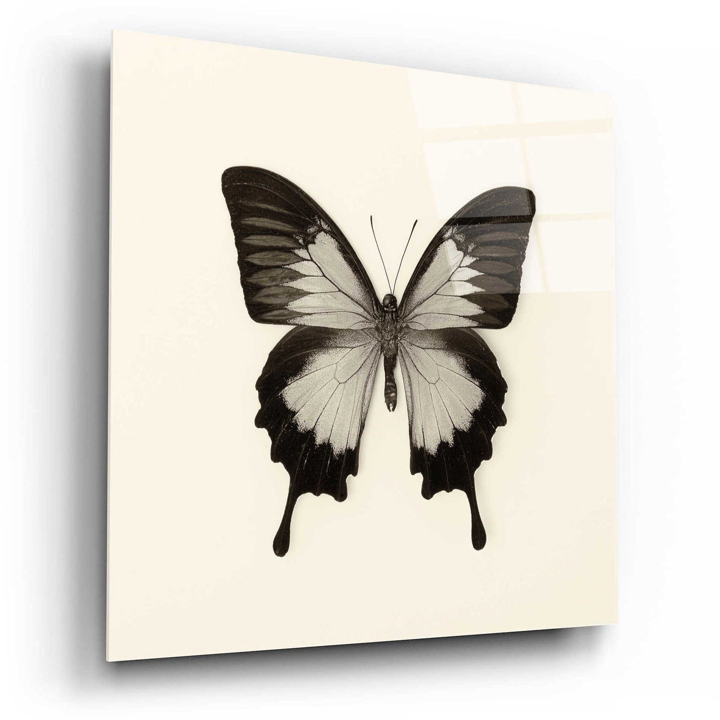 Epic Art 'Butterfly III B&W' by Debra Van Swearingen, Acrylic Glass Wall Art,12x12