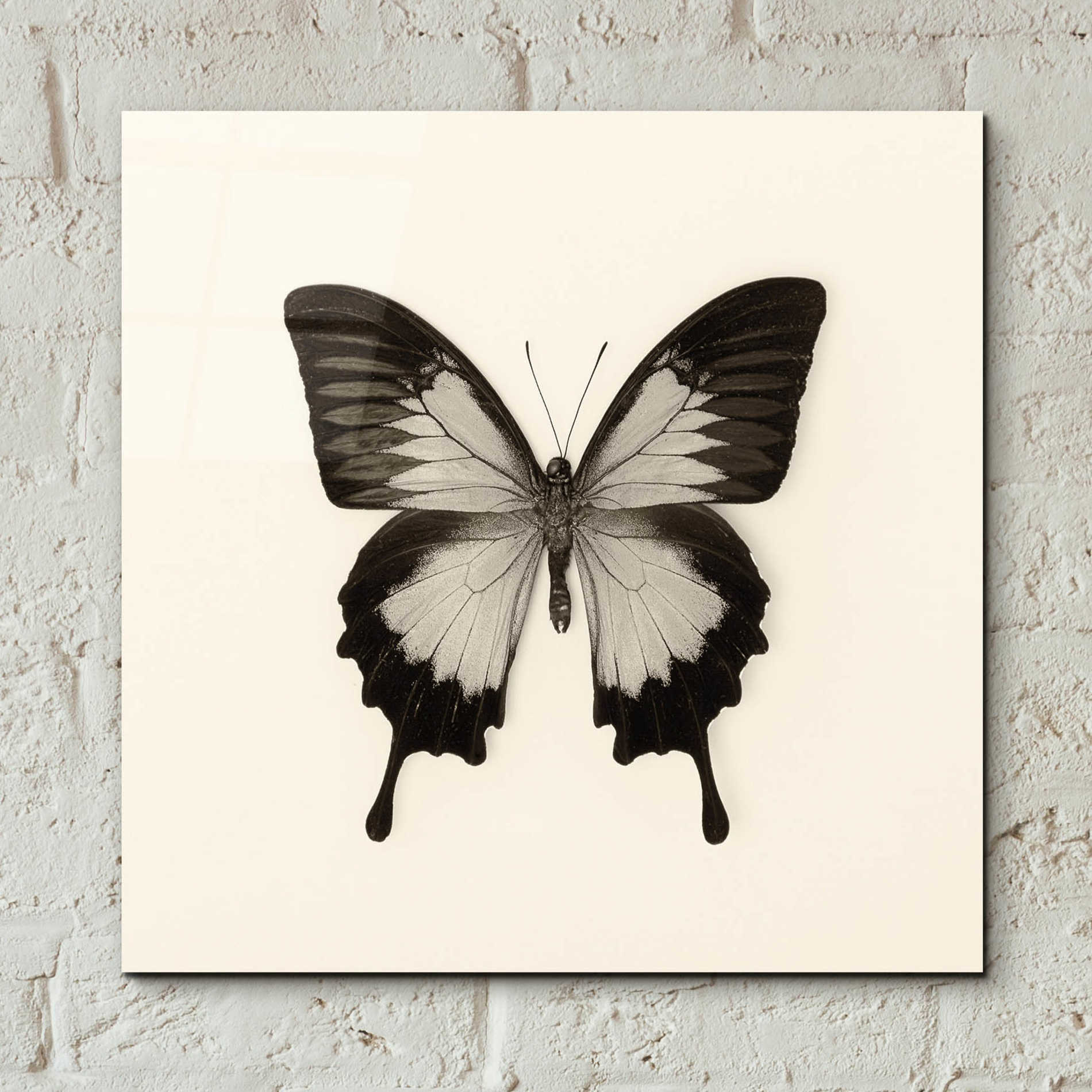 Epic Art 'Butterfly III B&W' by Debra Van Swearingen, Acrylic Glass Wall Art,12x12