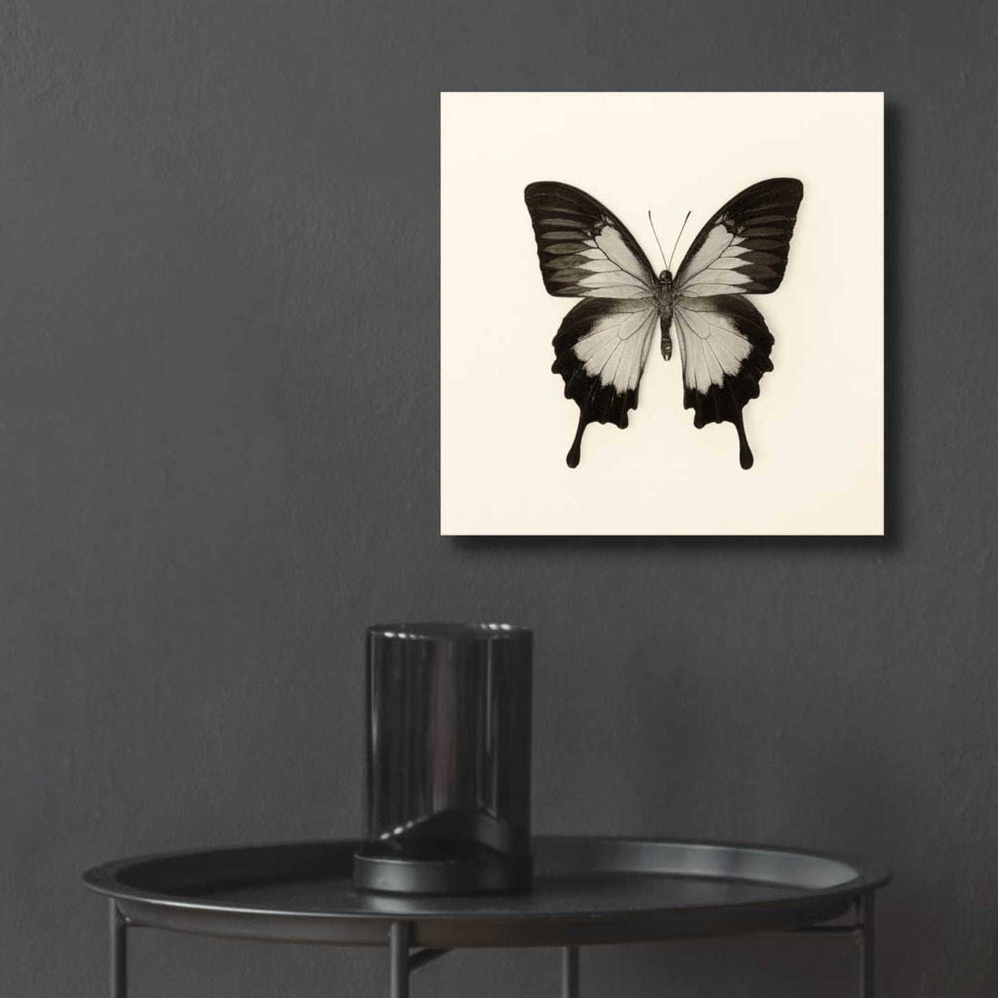 Epic Art 'Butterfly III B&W' by Debra Van Swearingen, Acrylic Glass Wall Art,12x12