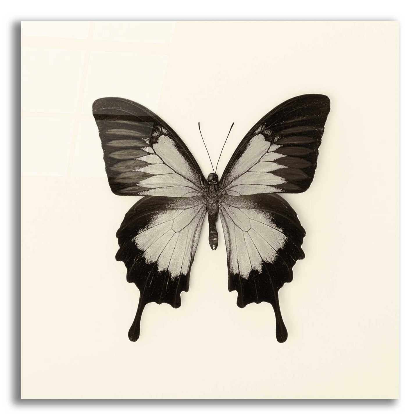 Epic Art 'Butterfly III B&W' by Debra Van Swearingen, Acrylic Glass Wall Art,12x12