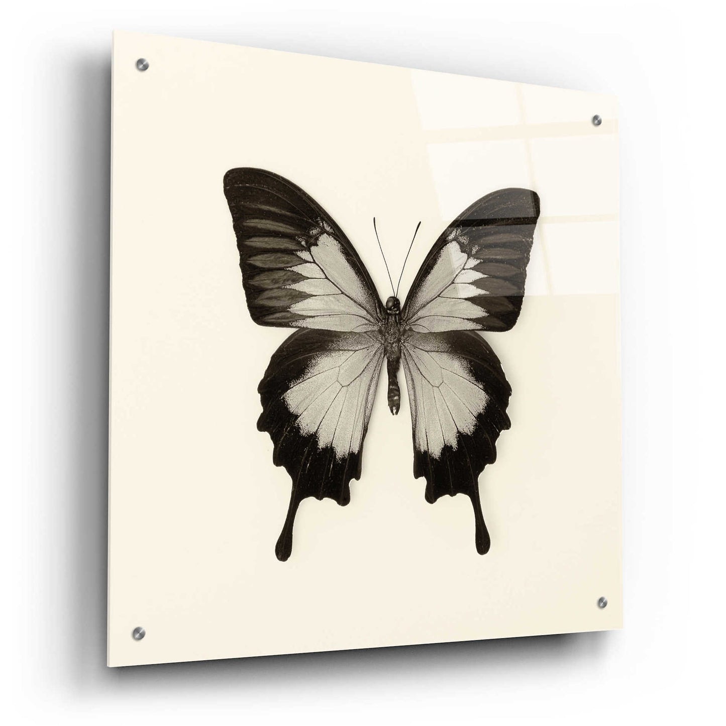 Epic Art 'Butterfly III B&W' by Debra Van Swearingen, Acrylic Glass Wall Art,24x24