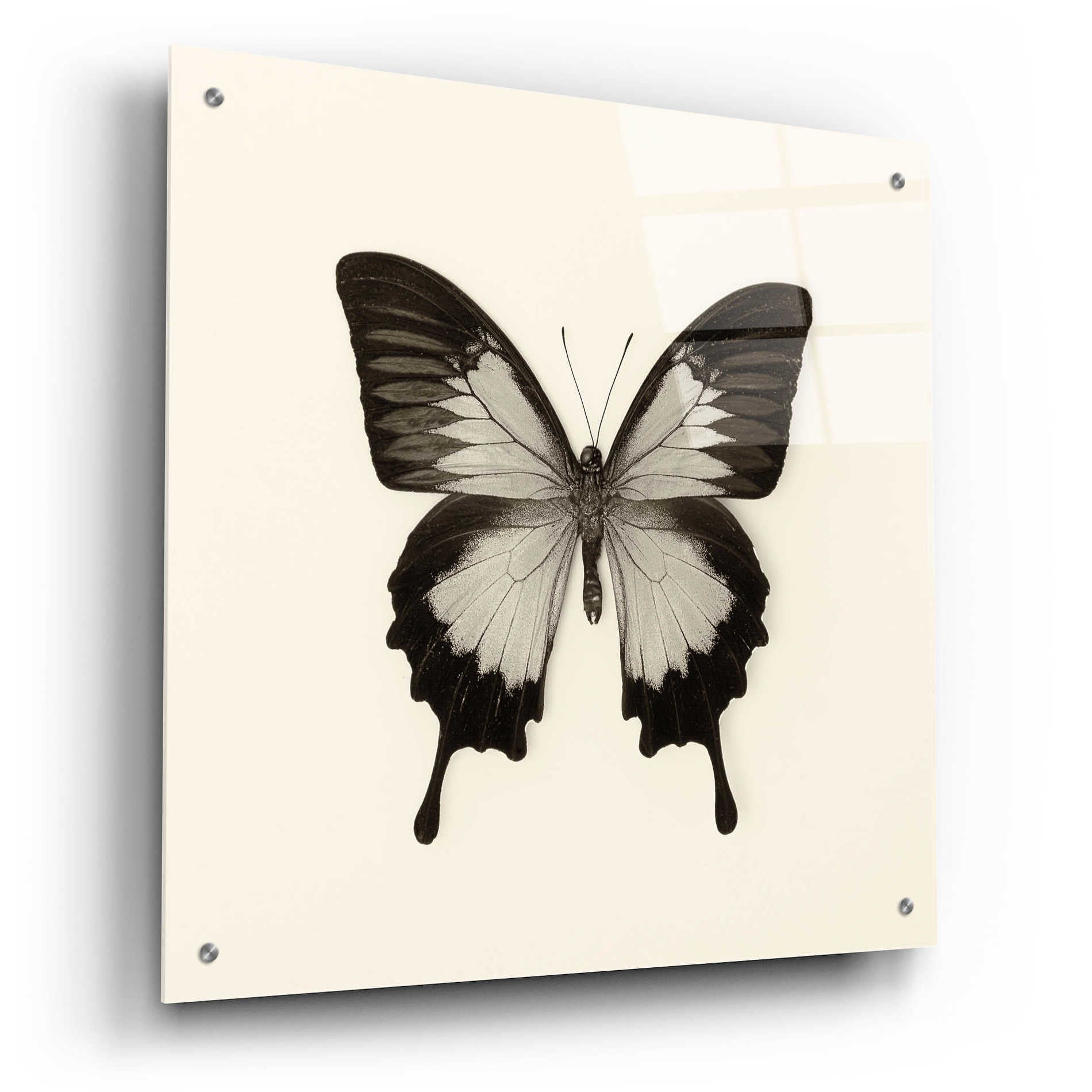 Epic Art 'Butterfly III B&W' by Debra Van Swearingen, Acrylic Glass Wall Art,24x24