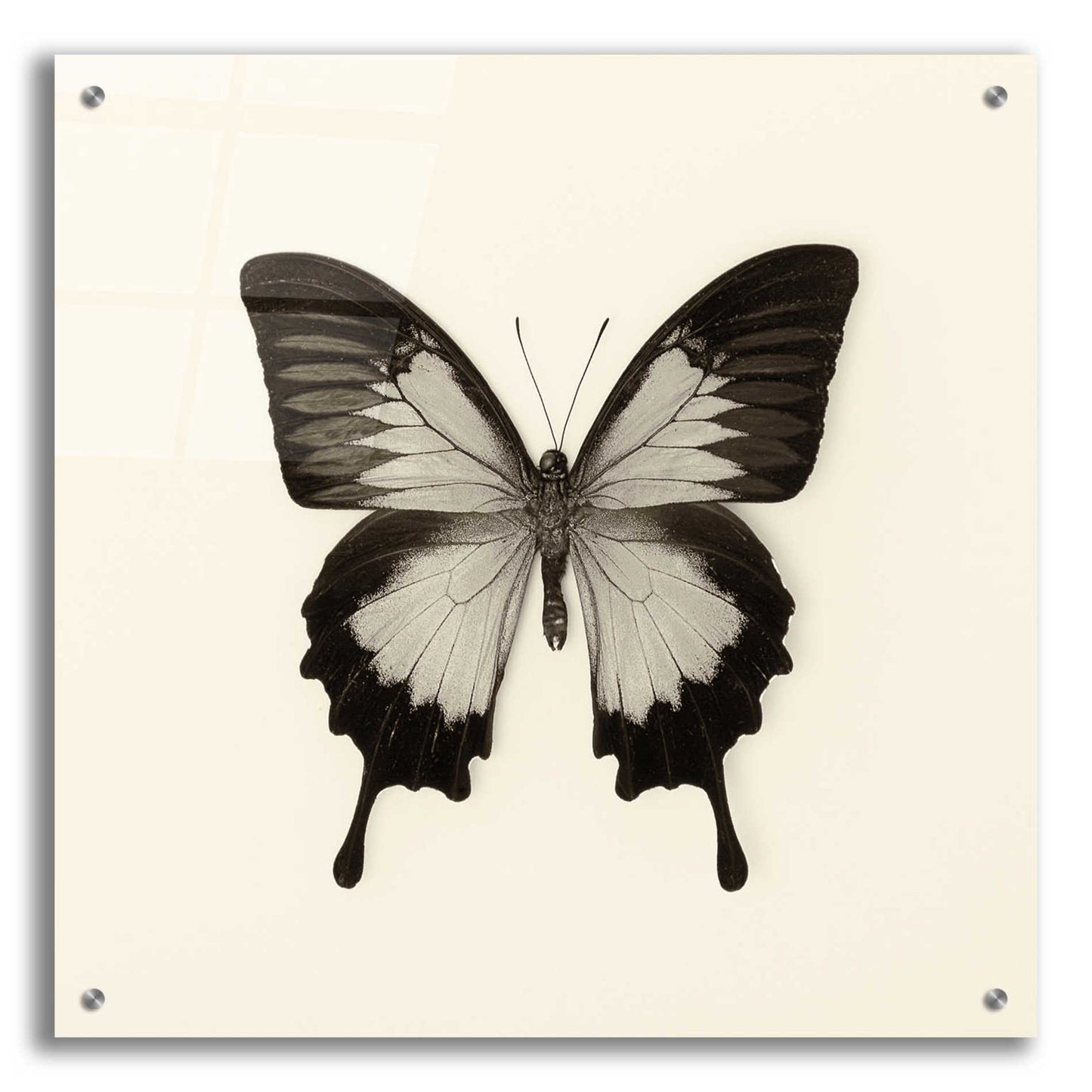 Epic Art 'Butterfly III B&W' by Debra Van Swearingen, Acrylic Glass Wall Art,24x24