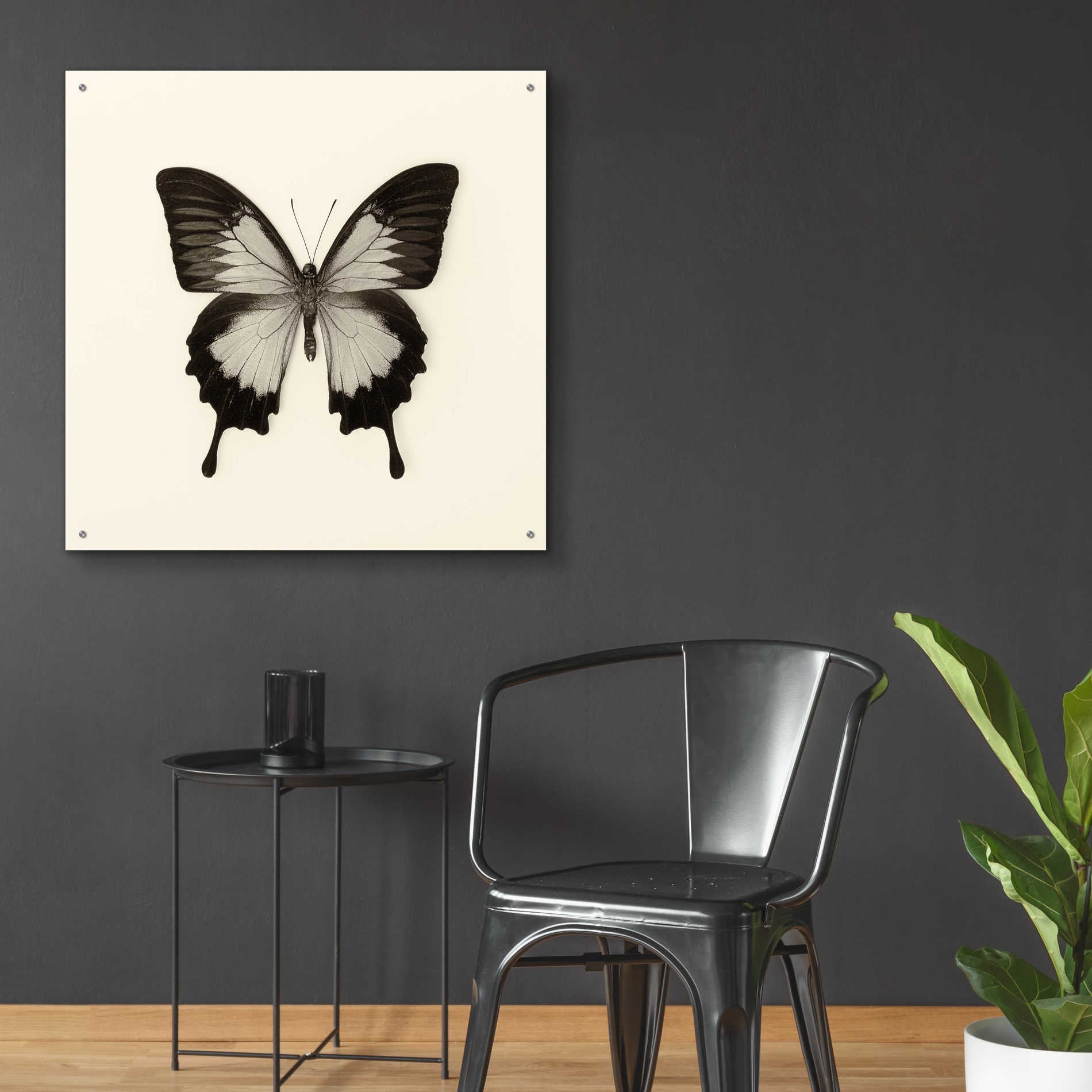 Epic Art 'Butterfly III B&W' by Debra Van Swearingen, Acrylic Glass Wall Art,36x36