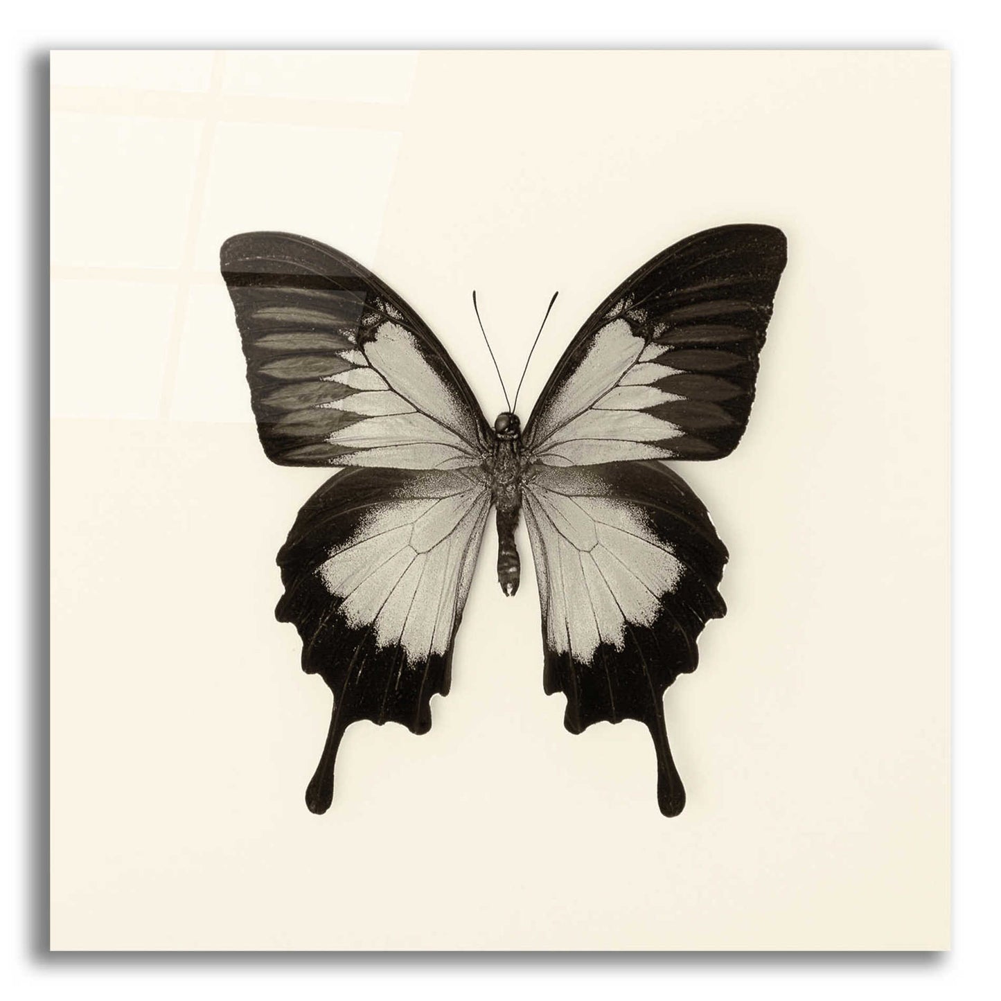 Epic Art 'Butterfly III B&W' by Debra Van Swearingen, Acrylic Glass Wall Art,12x12x1.1x0,18x18x1.1x0,26x26x1.74x0,37x37x1.74x0